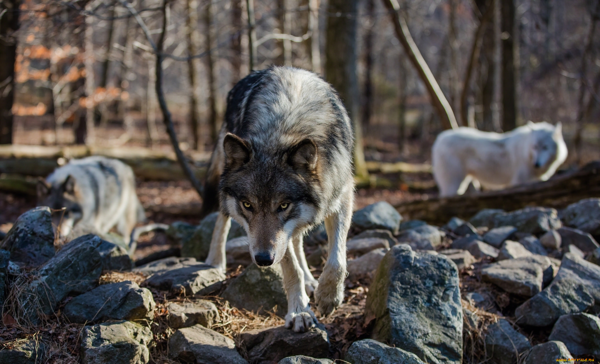 животные, волки, , койоты, , шакалы, хищник, лес, волк, камни, взгляд