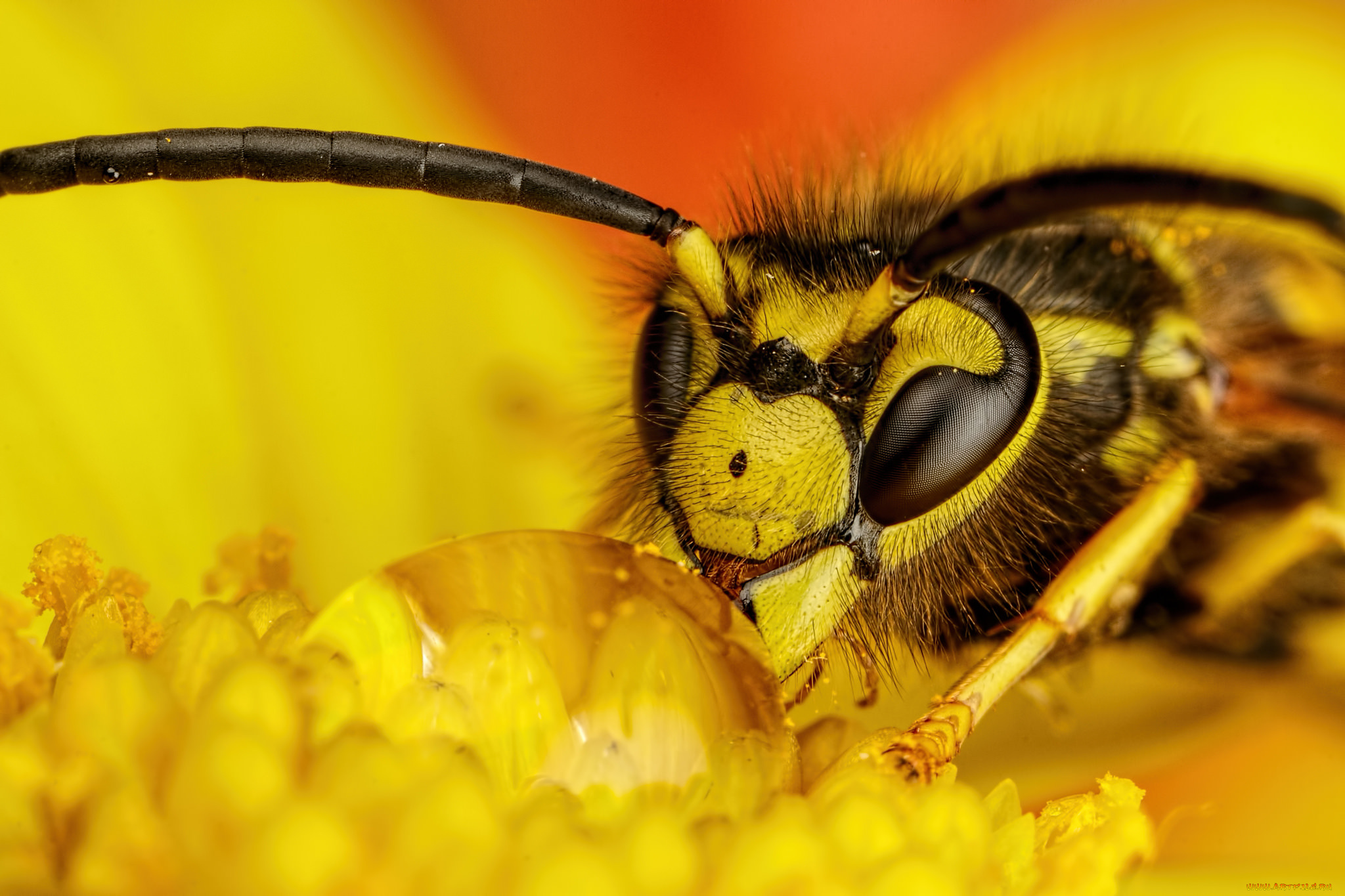 животные, пчелы, , осы, , шмели, капля, оса, макро, цветок