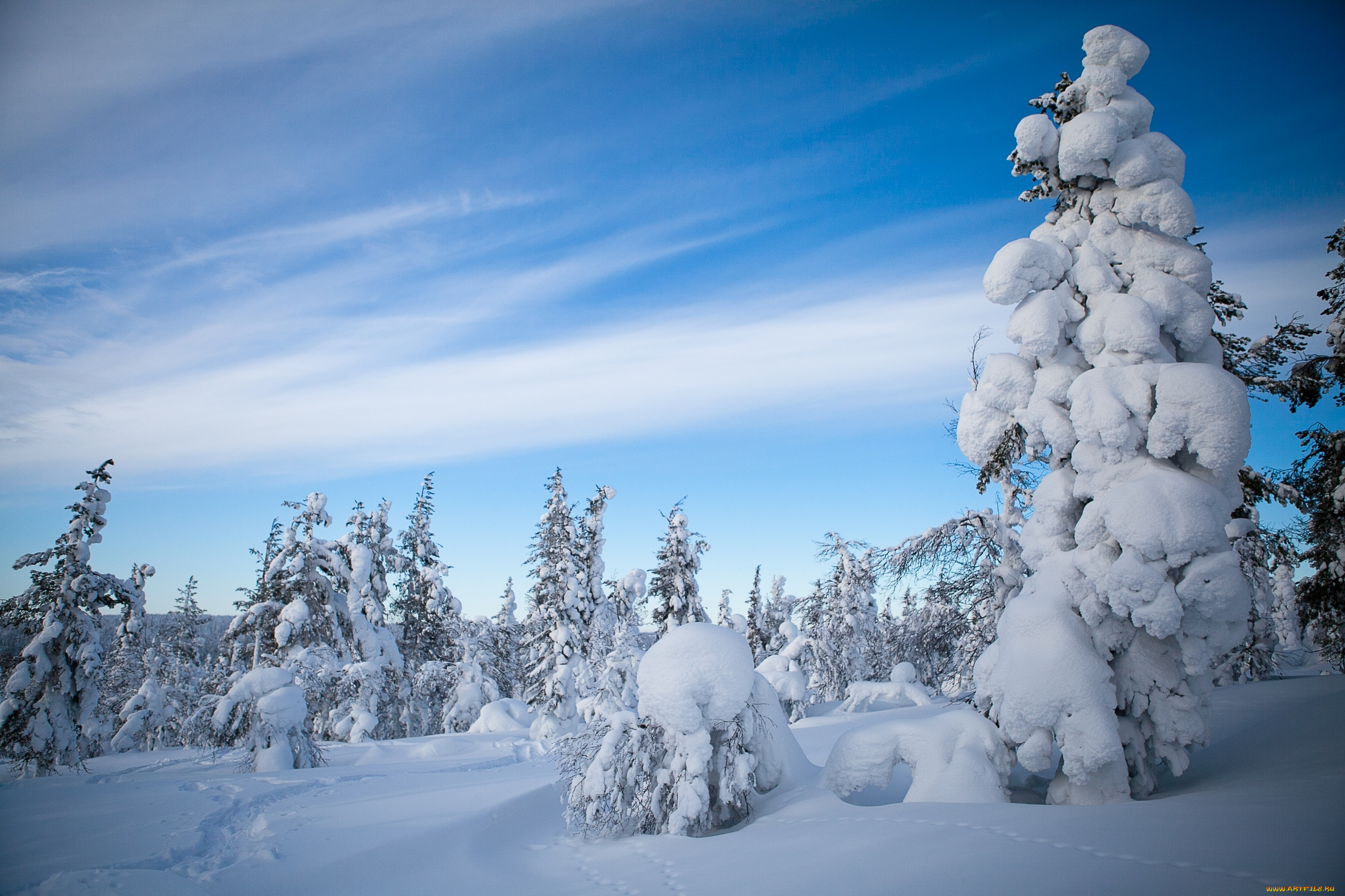 природа, зима, деревья, лапландия, снег, финляндия, лес