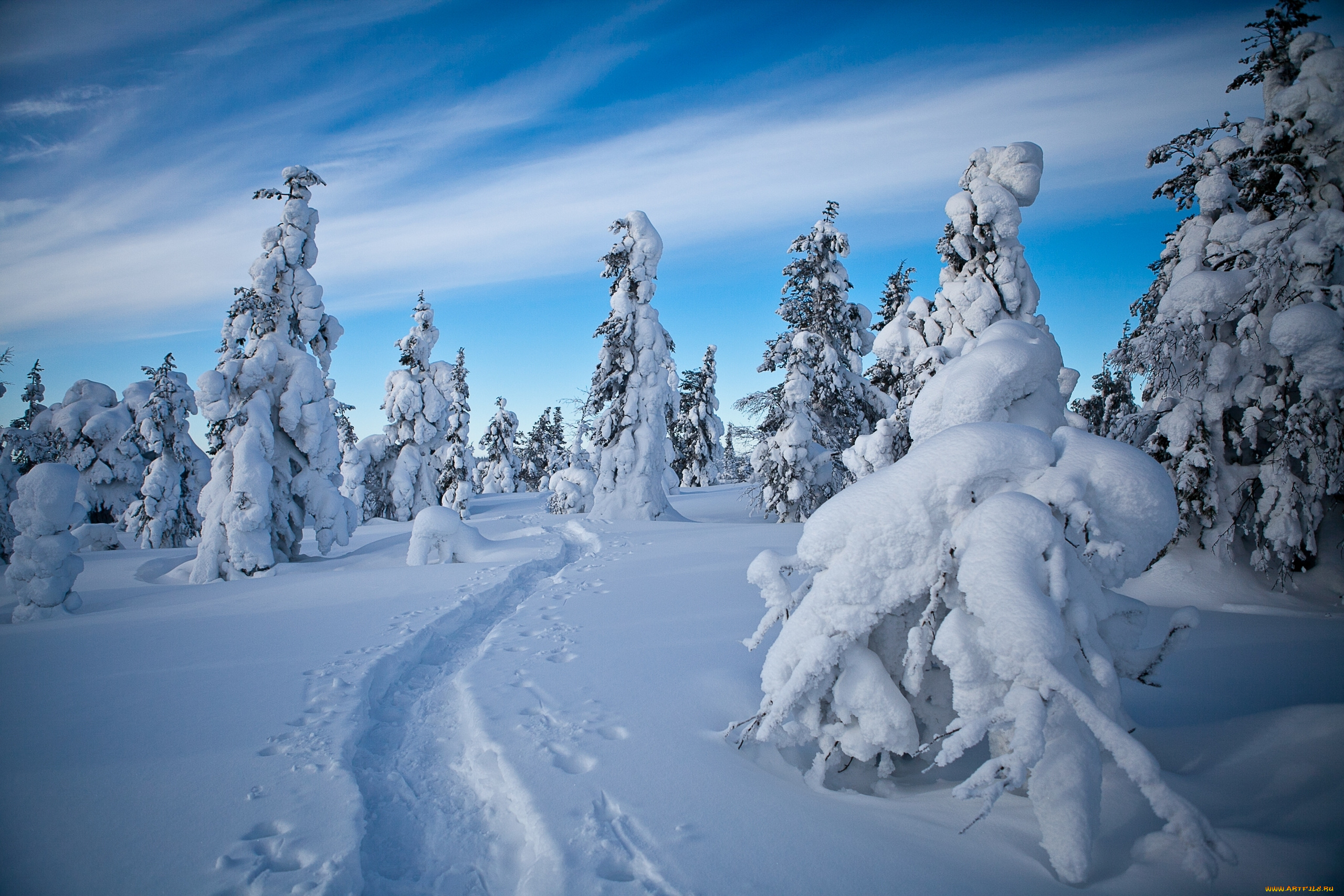 природа, зима, лапландия, финляндия, снег, деревья, тропинка, следы