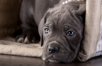 Картинка животные собаки кане-корсо щенок морда взгляд