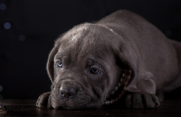 Картинка животные собаки кане-корсо щенок морда ожерелье