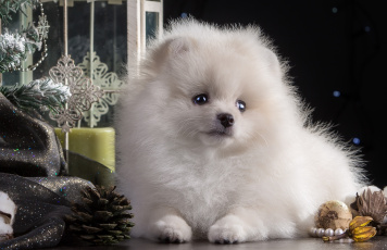 Картинка животные собаки игрушки ёлка шпиц щенок новый год белый