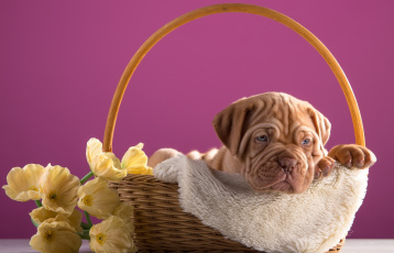 Картинка животные собаки корзина дог бордоский щенок цветы