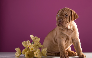 Картинка животные собаки цветы щенок бордоский дог