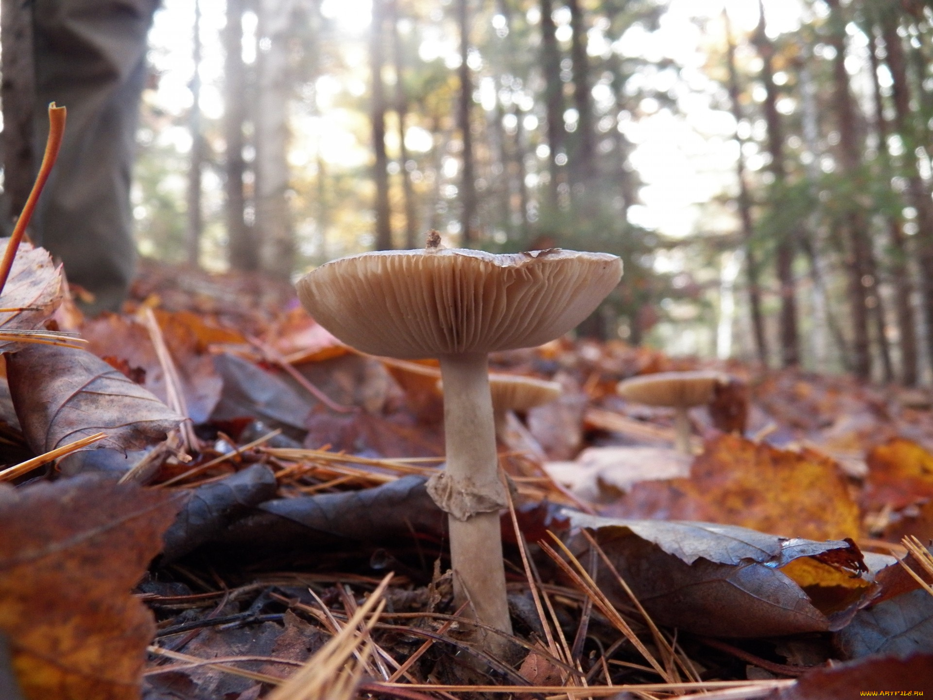 природа, грибы, листья, осень, поганка
