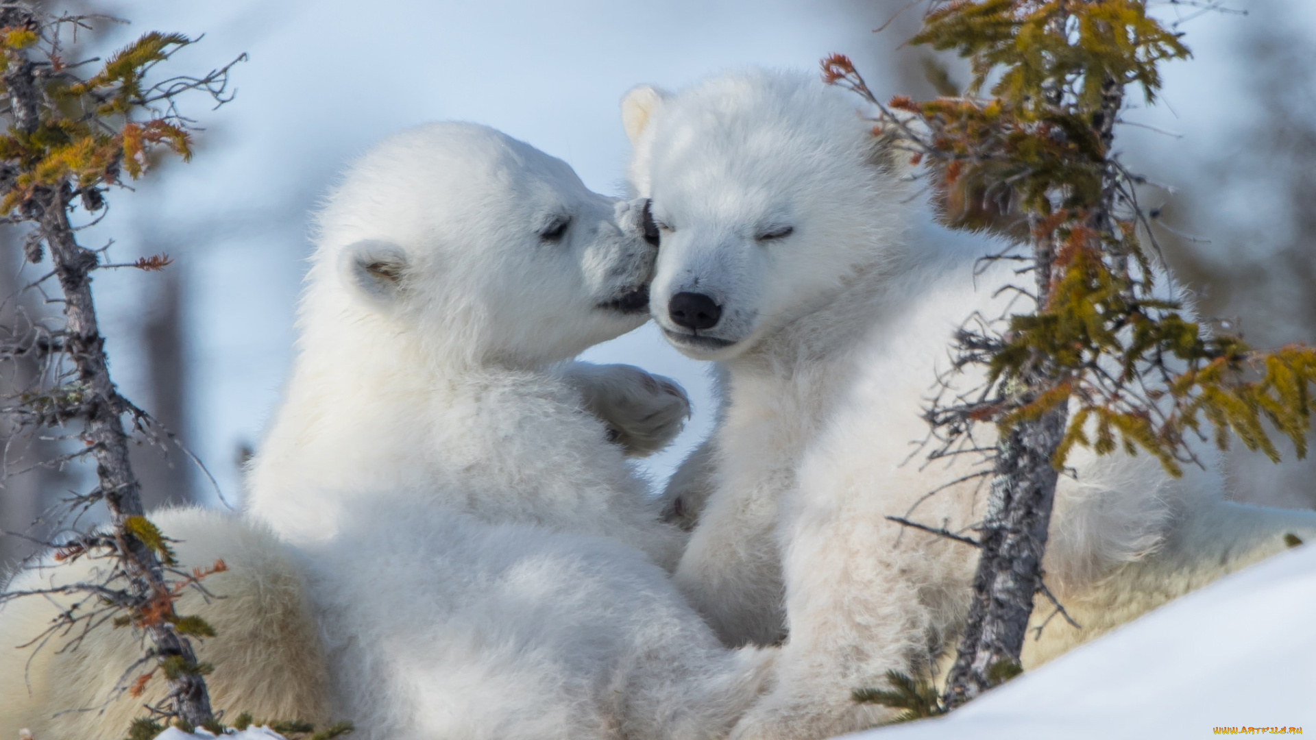 белый, полярный, медведь, , медвежата, животные, медведи, белый, медвежата, медвежонок, полярный, медведь, хищники, медвежьи, млекопитающие, снег, мороз, льды, шерсть, когти, пасть, клыки
