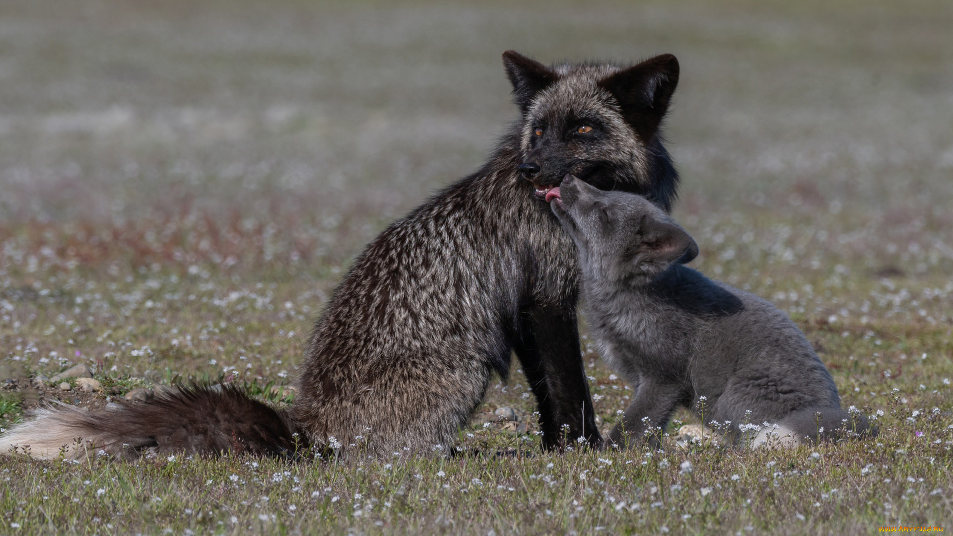 чернобурая, лисица, животные, лисы, чернобурая, лисица, black, fox, чернобурка, псовые, лисицы, млекопитающие, мех, пушнина, чёрная, лиса, хищник