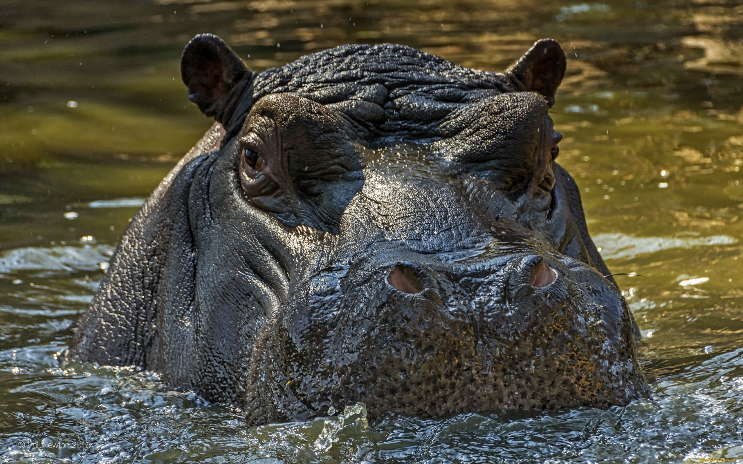 бегемот, животные, бегемоты, hippopotamus, млекопитающие, китопарнокопытные, бегемотовые, клыки, пасть, вода