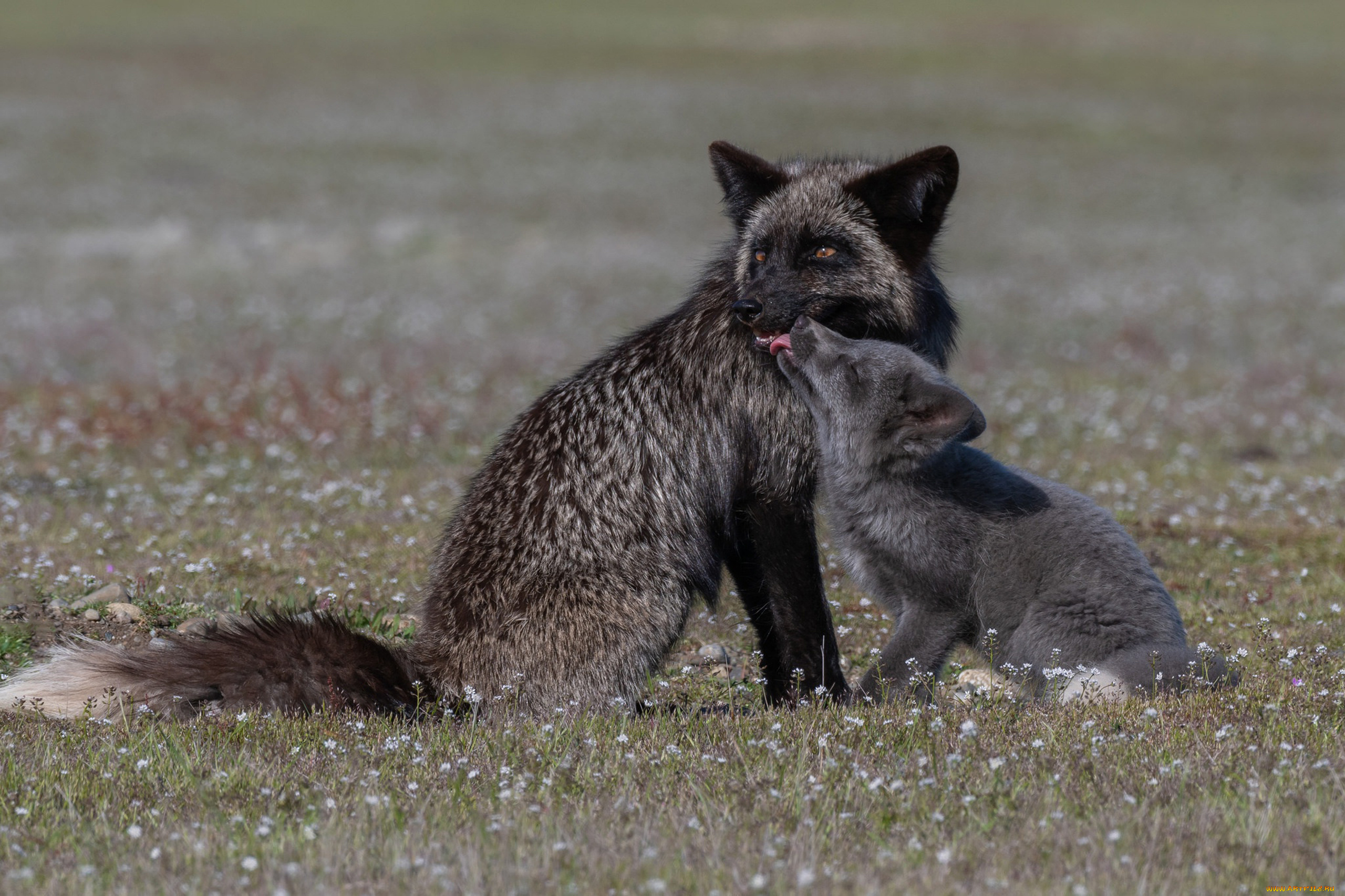 чернобурая, лисица, животные, лисы, чернобурая, лисица, black, fox, чернобурка, псовые, лисицы, млекопитающие, мех, пушнина, чёрная, лиса, хищник