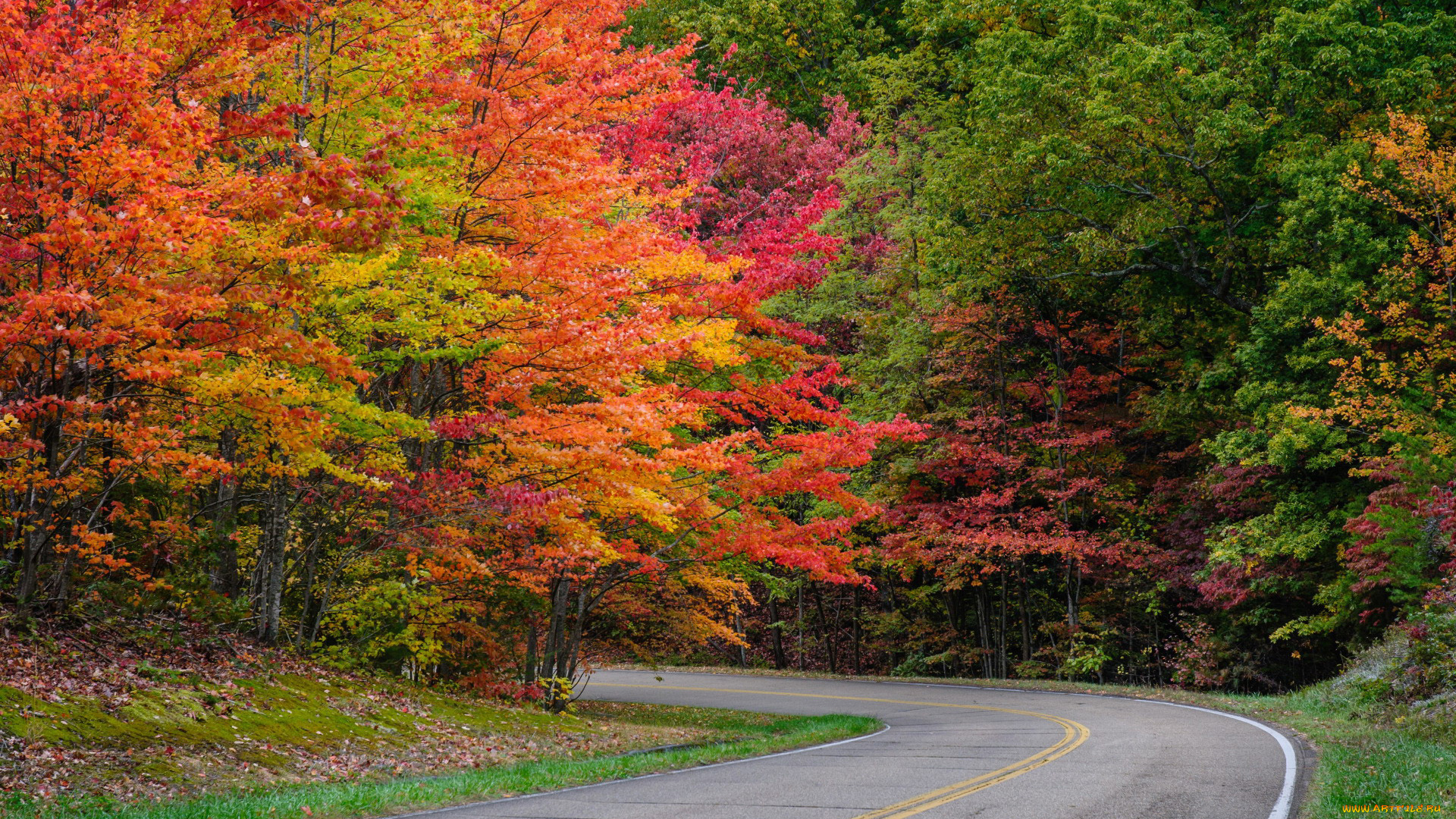 природа, дороги, шоссе, поворот, осень