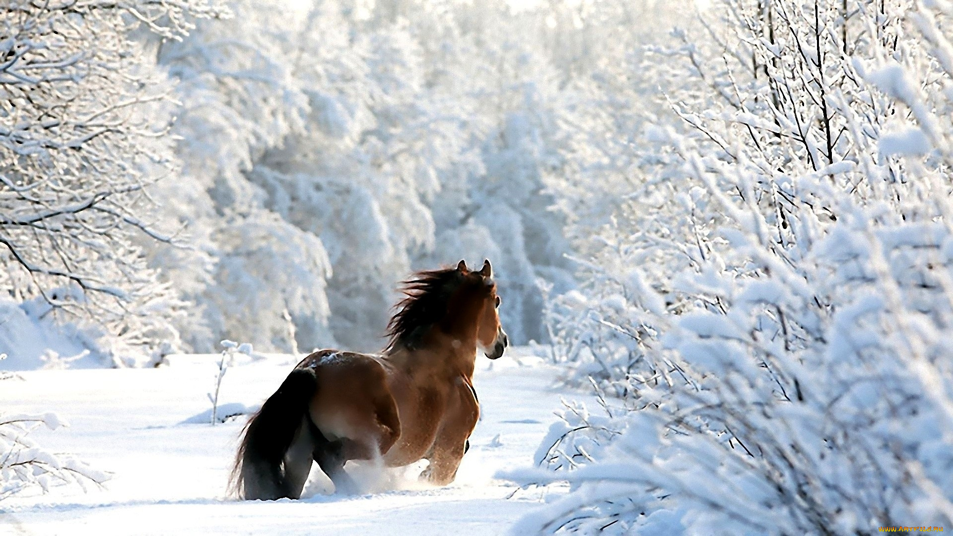 животные, лошади, лошадь, лес, снег