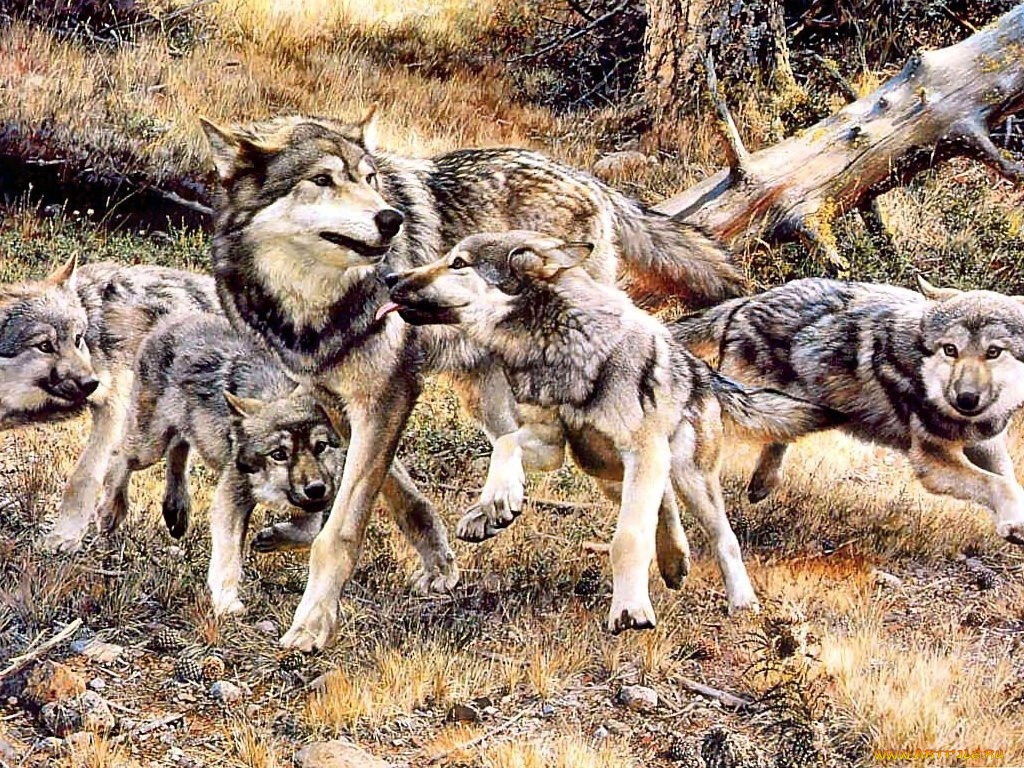 рисованные, животные, волки