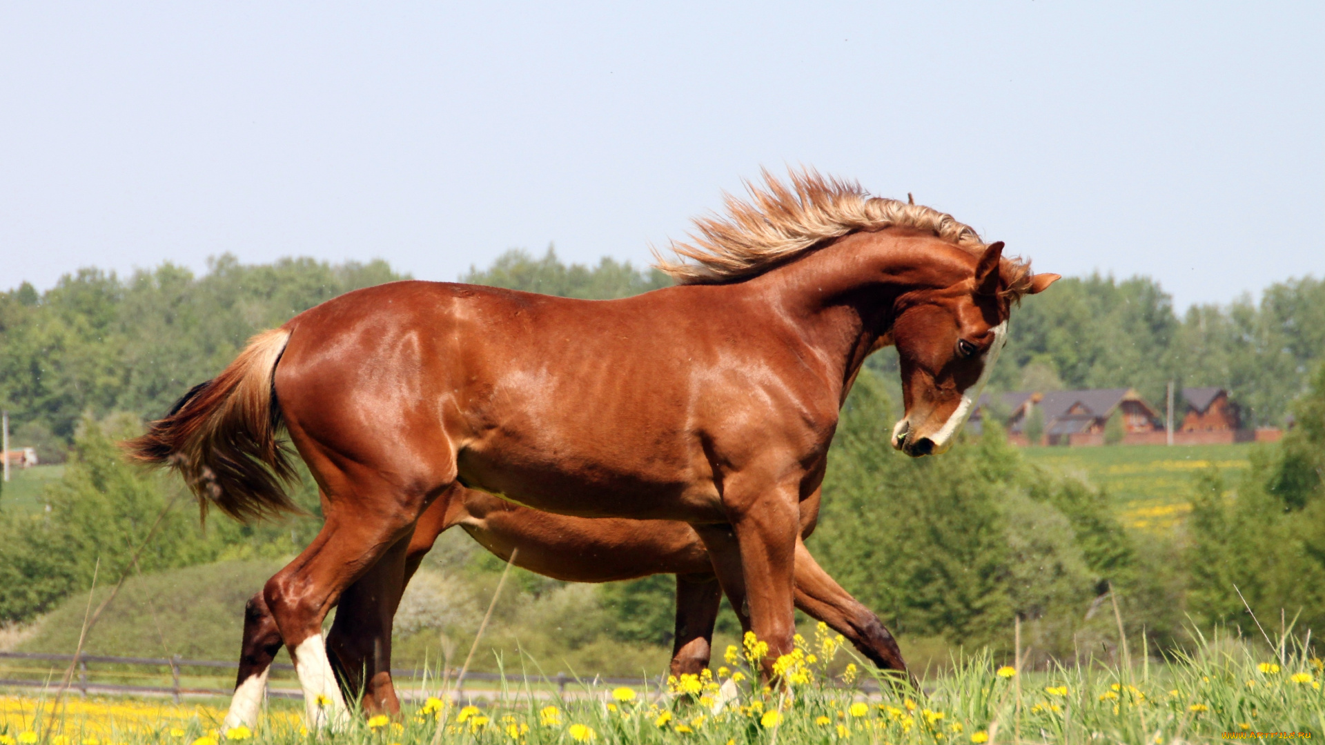 животные, лошади, лошадь, конь, трава, цветы