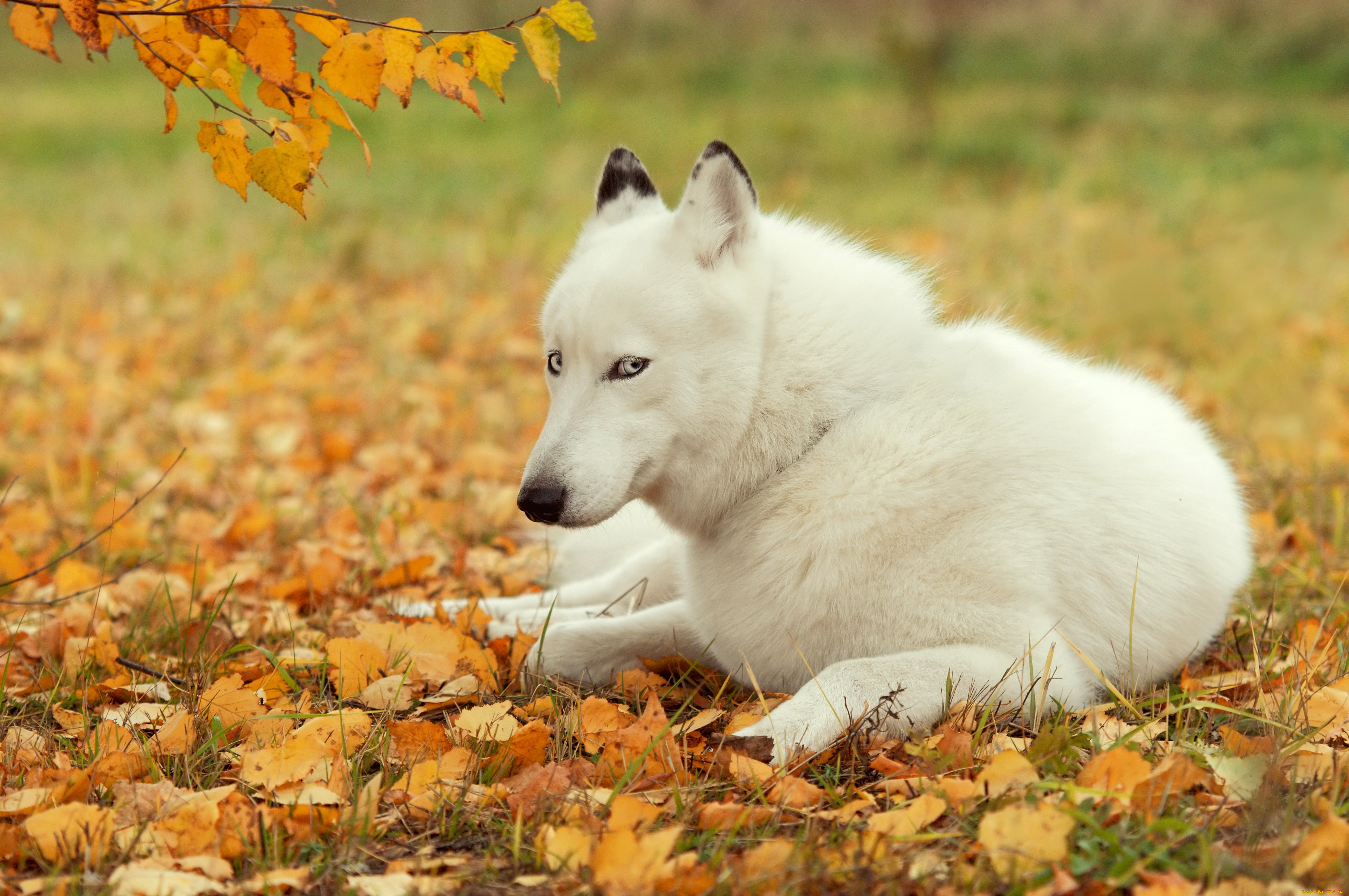 природа животные собаки белый бесплатно