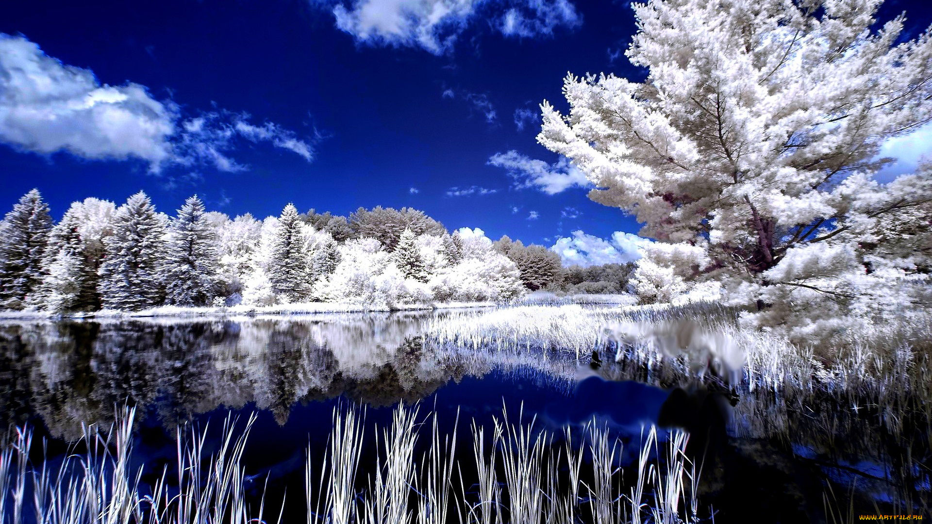 природа, реки, озера, отражение, деревья, зима