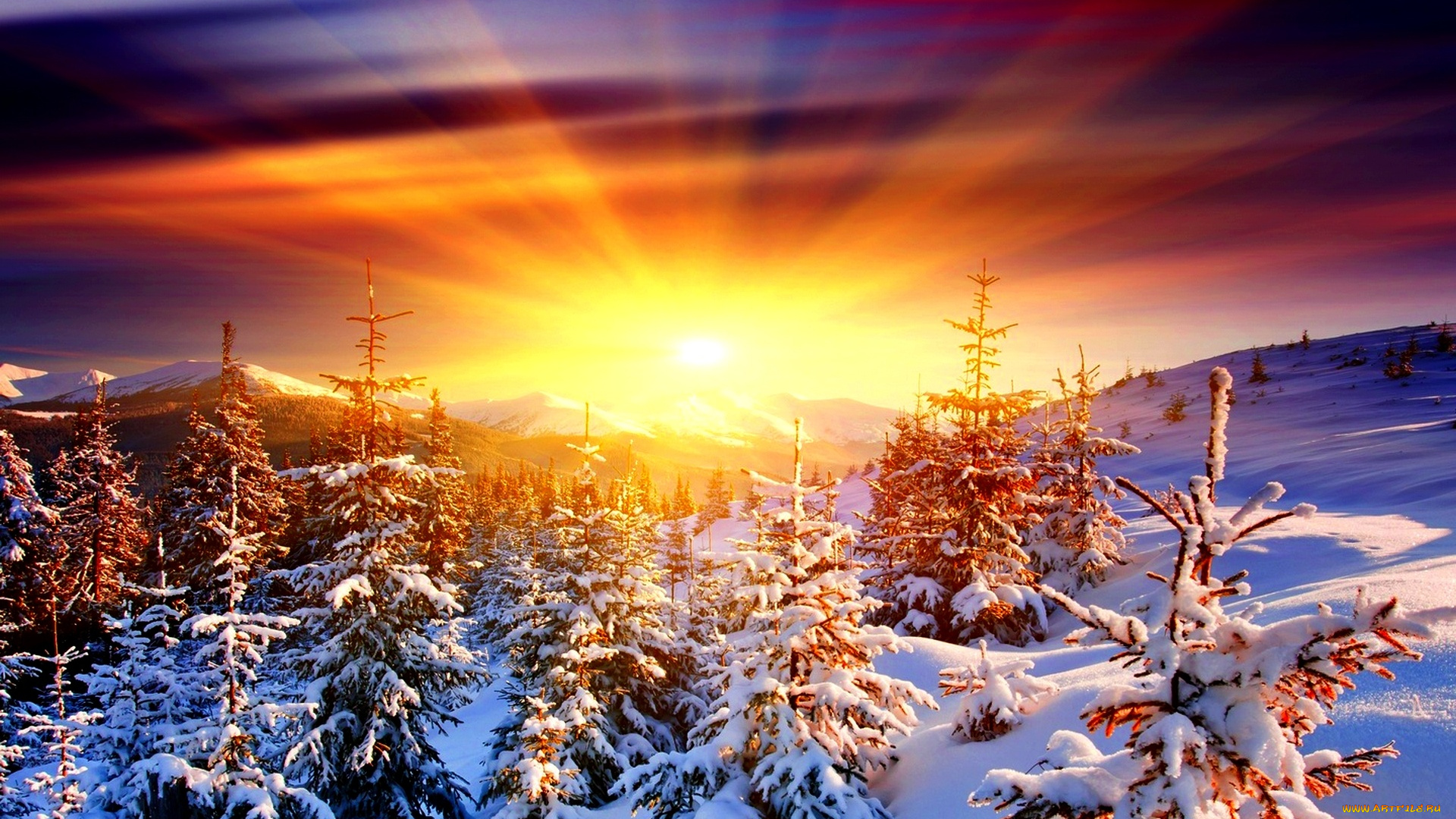 природа, восходы, закаты, снег, зима, рассвет, солнце, зарево, ели