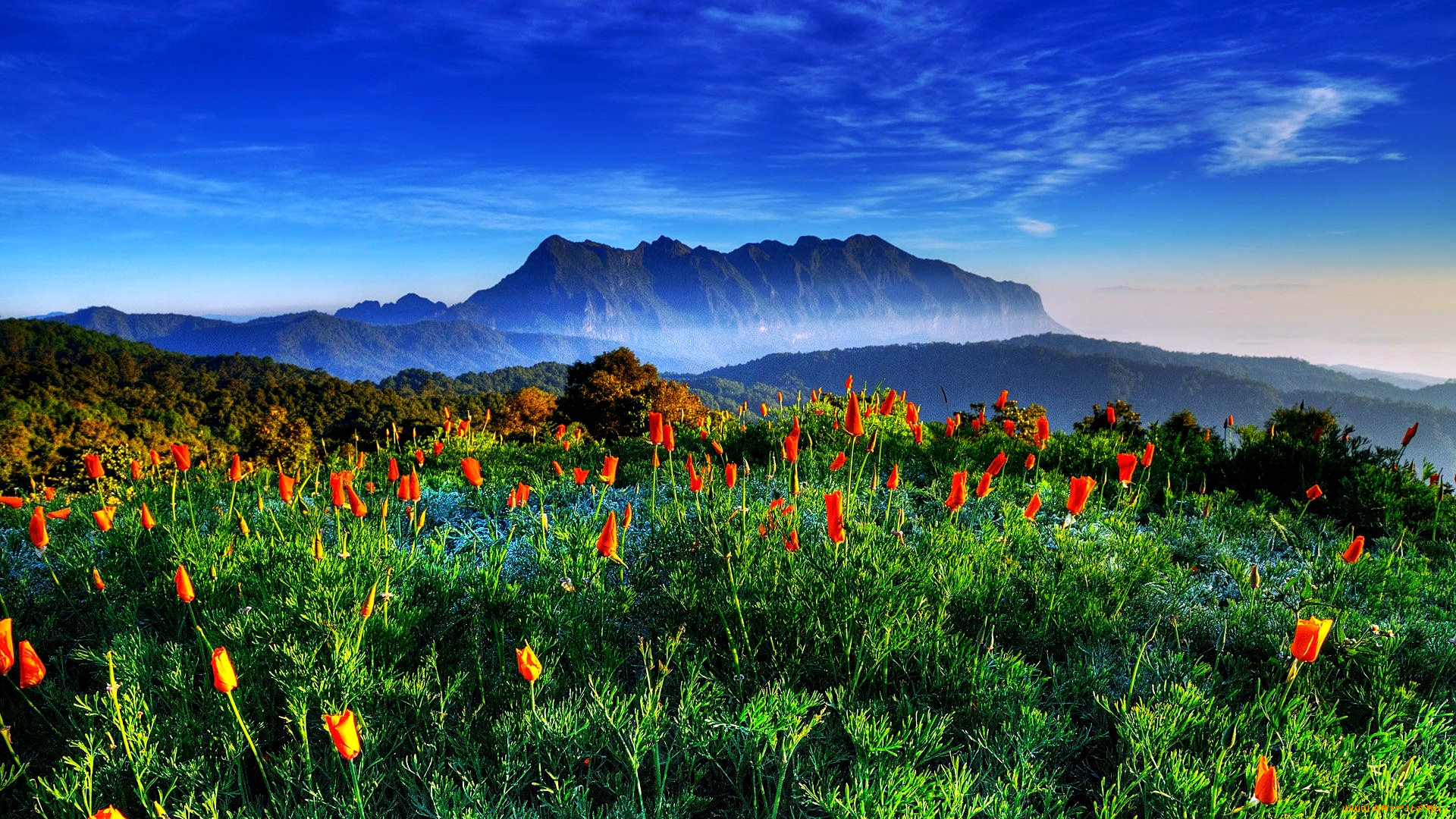 spring, in, thailand, природа, луга, луг, весна, горы, цветы, трава