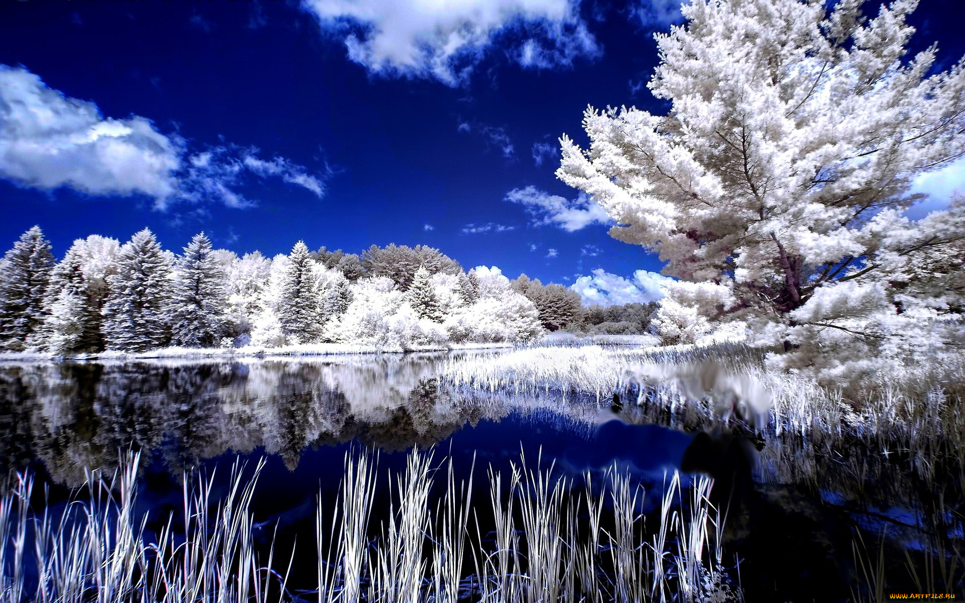 природа, реки, озера, отражение, деревья, зима