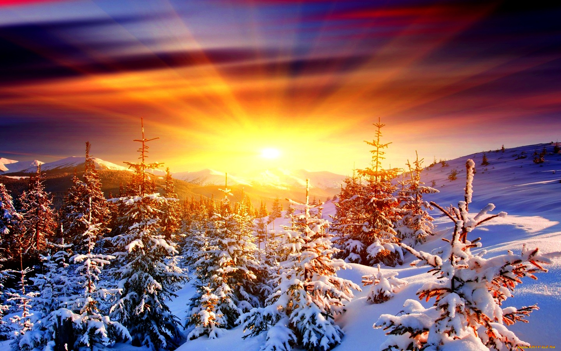 природа, восходы, закаты, снег, зима, рассвет, солнце, зарево, ели