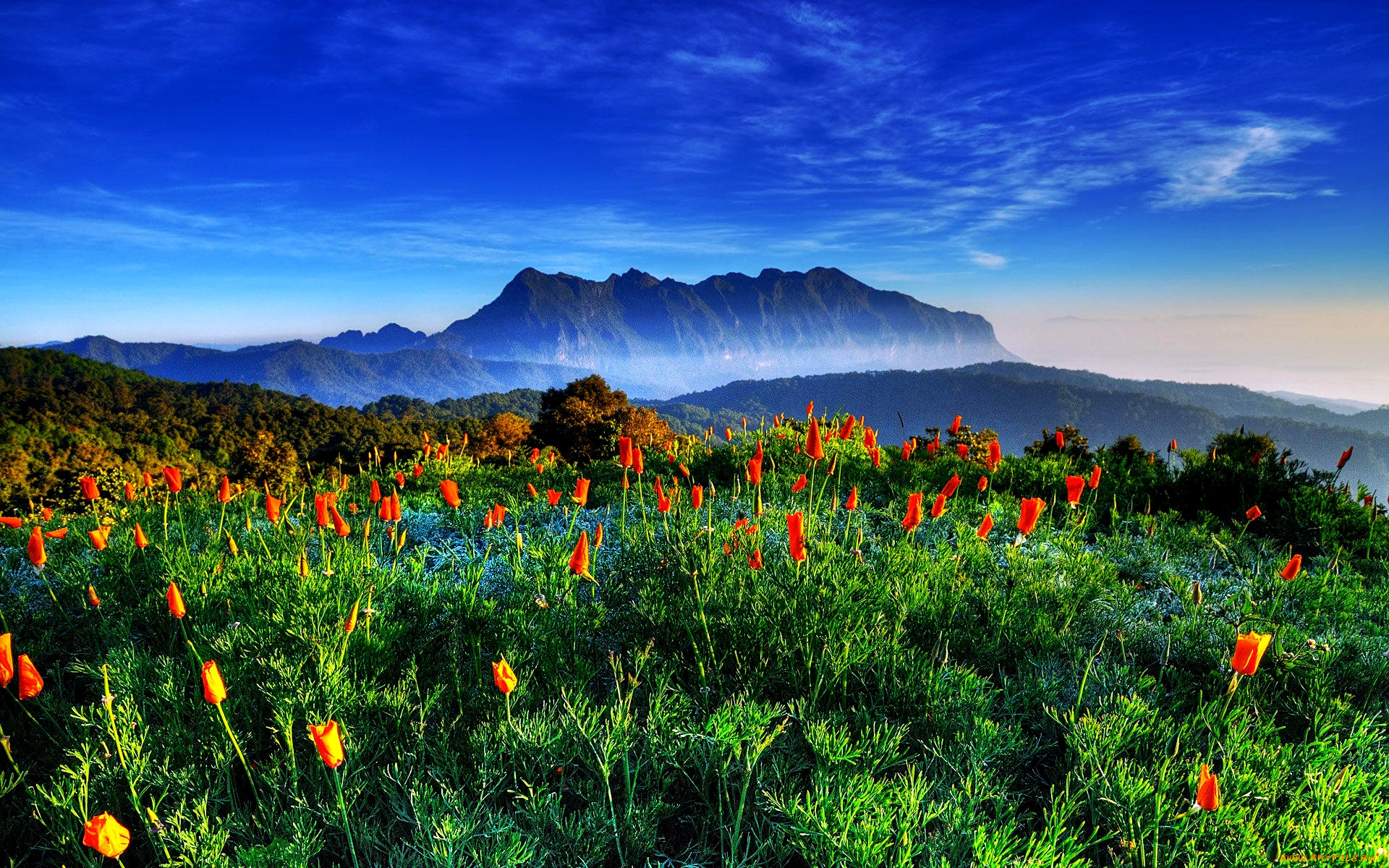 spring, in, thailand, природа, луга, луг, весна, горы, цветы, трава