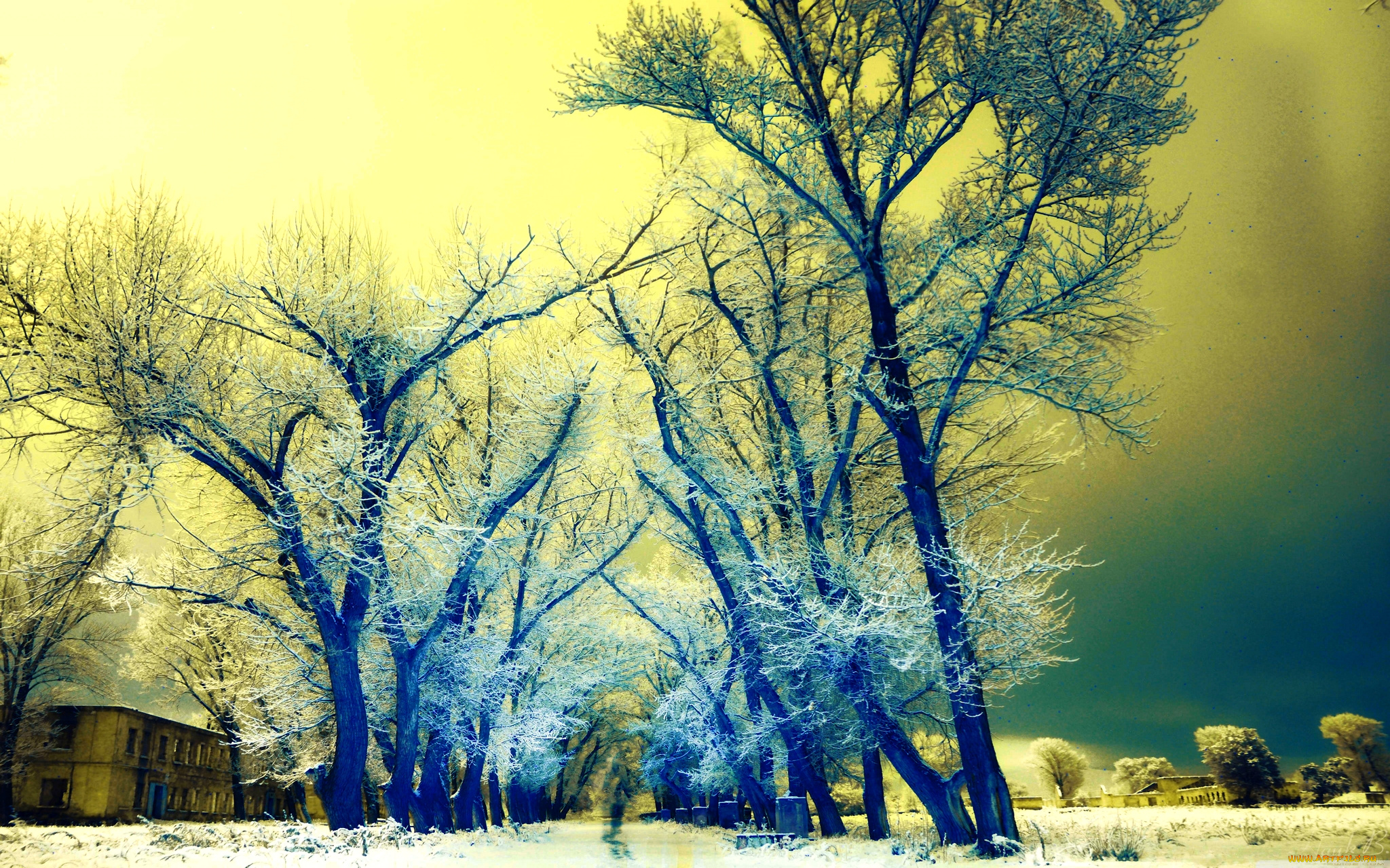 природа, зима, деревья, аллея, иней, кроны