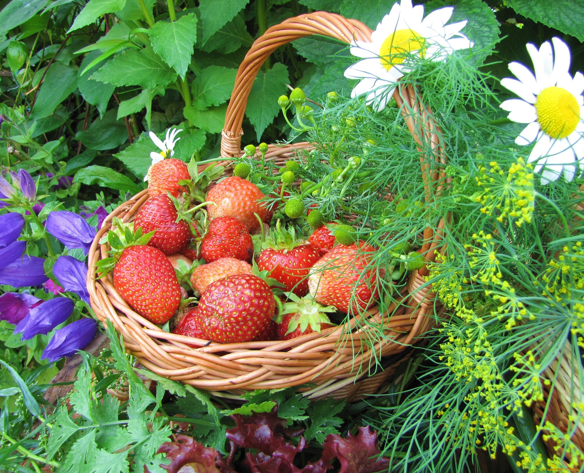 еда, клубника, земляника, корзинка, ягоды, цветы, ромашки