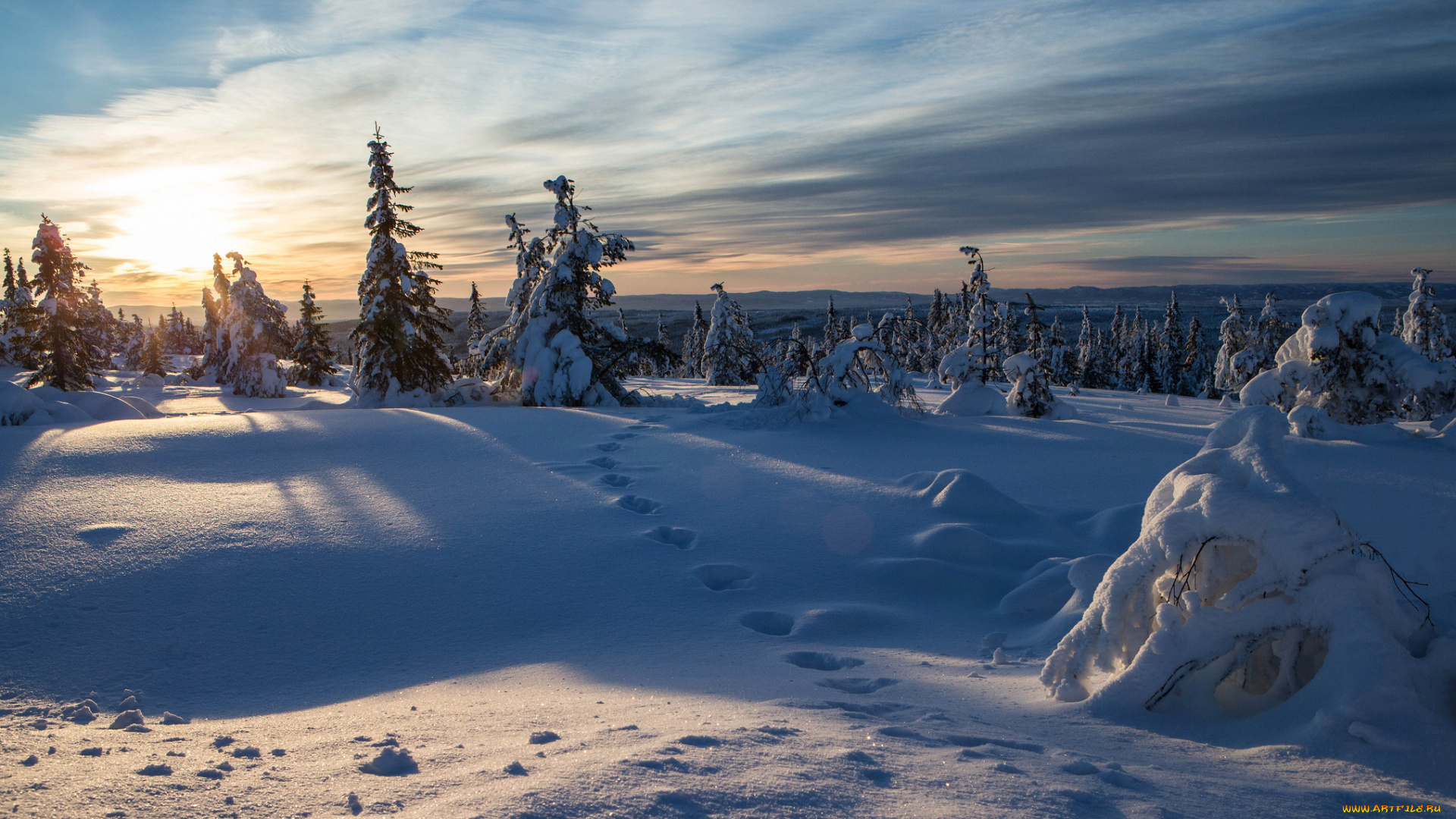 norway, природа, зима, норвегия, следы, ели, снег