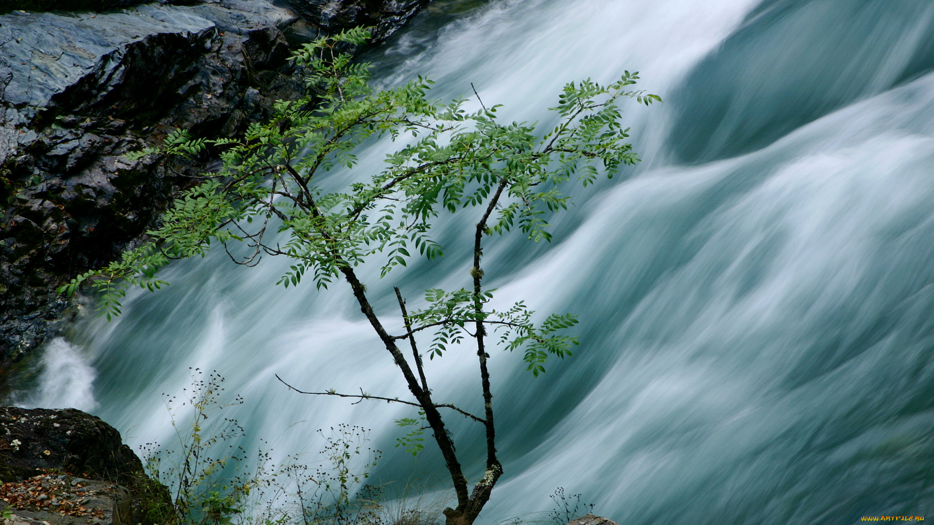 природа, реки, озера, река, псебай, деревья, вода