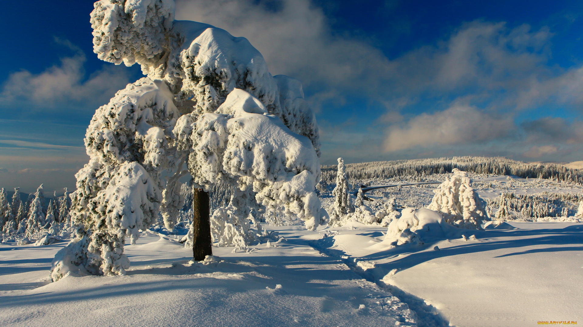 природа, зима, дерево, снег, сугробы