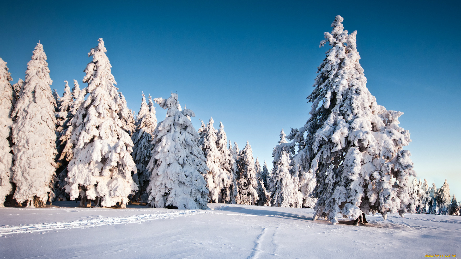 природа, зима, деревья, снег, winter, snow, trees