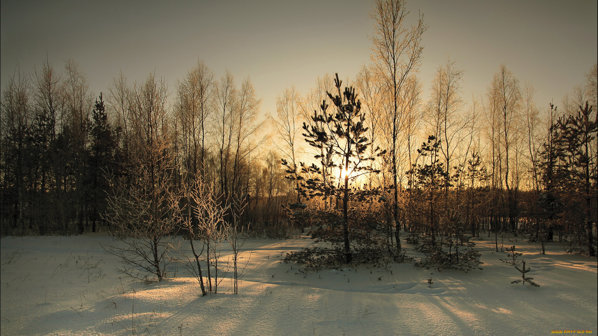 природа, зима, деревья, снег, закат