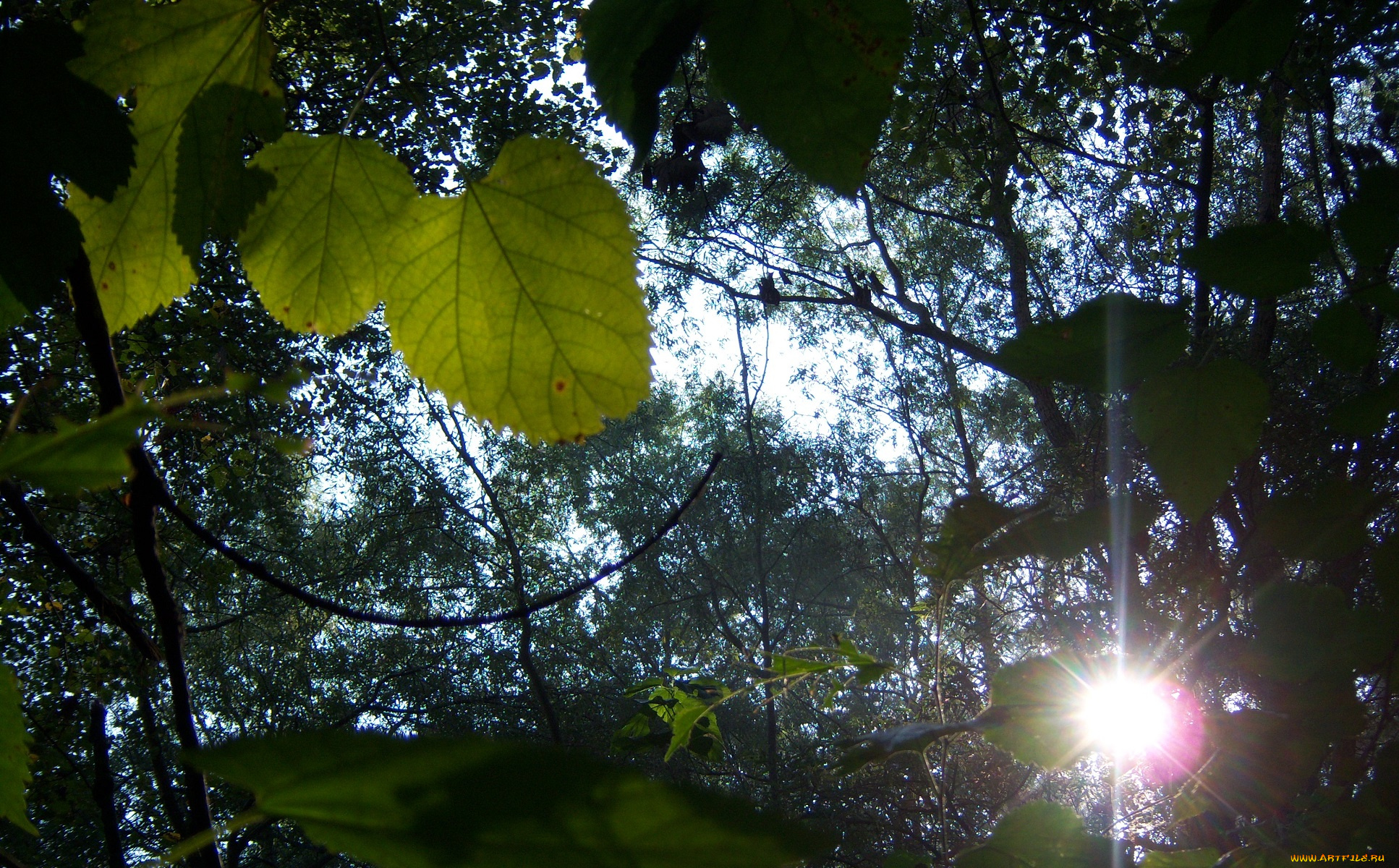 природа, листья, ветви, солнце, утро, лучи, деревья