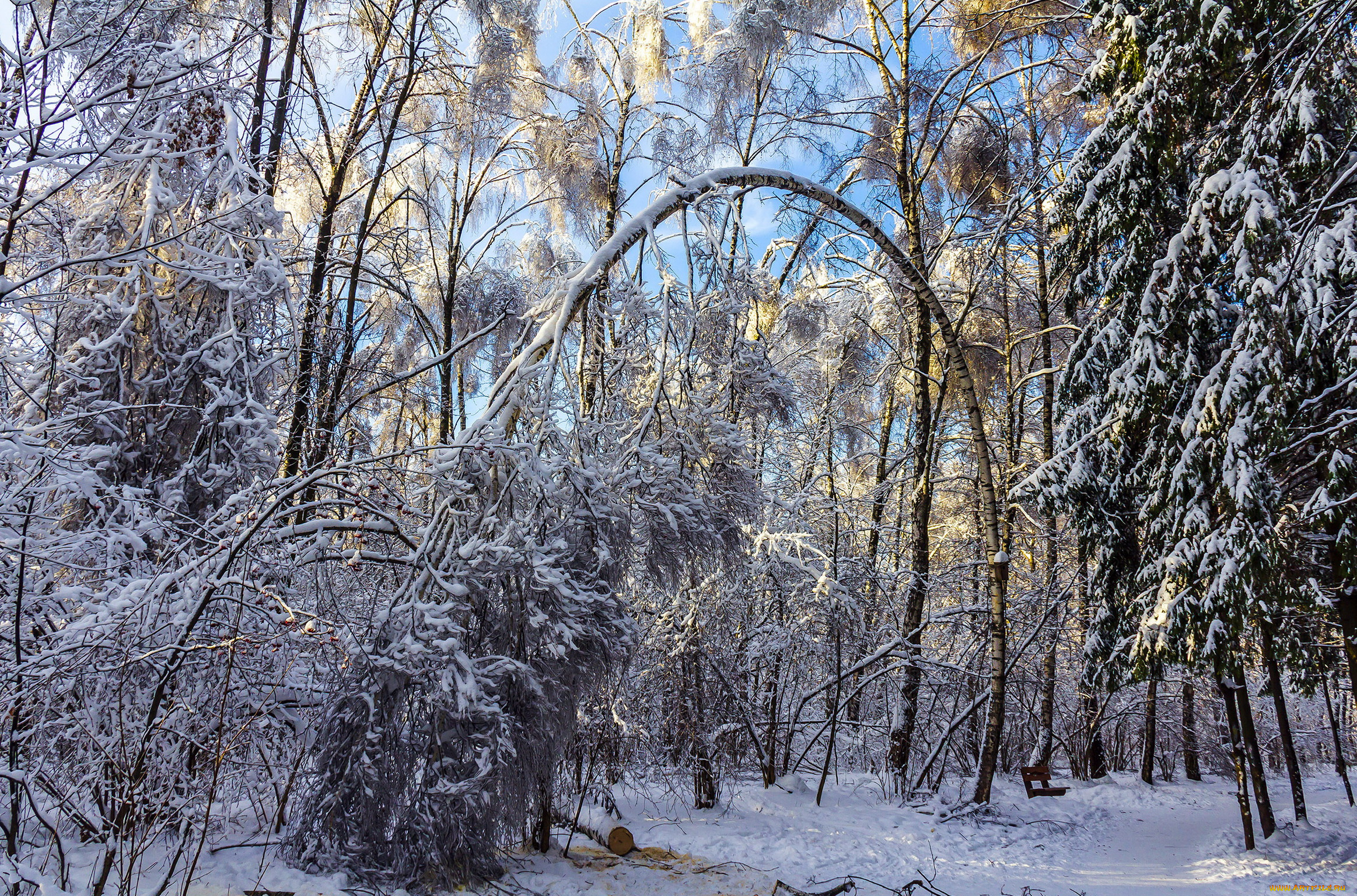 природа, зима, снег, лес, деревья