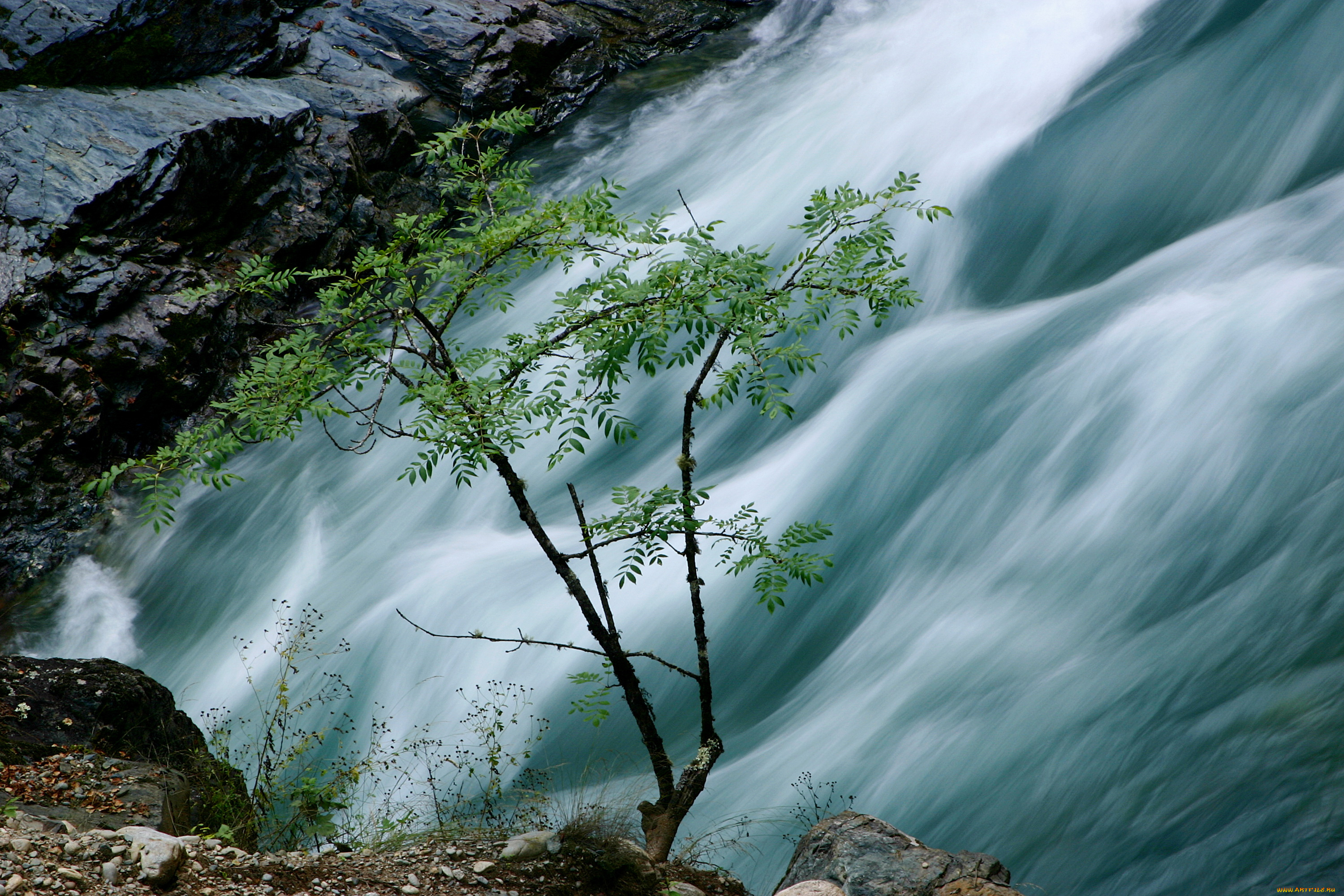 природа, реки, озера, река, псебай, деревья, вода