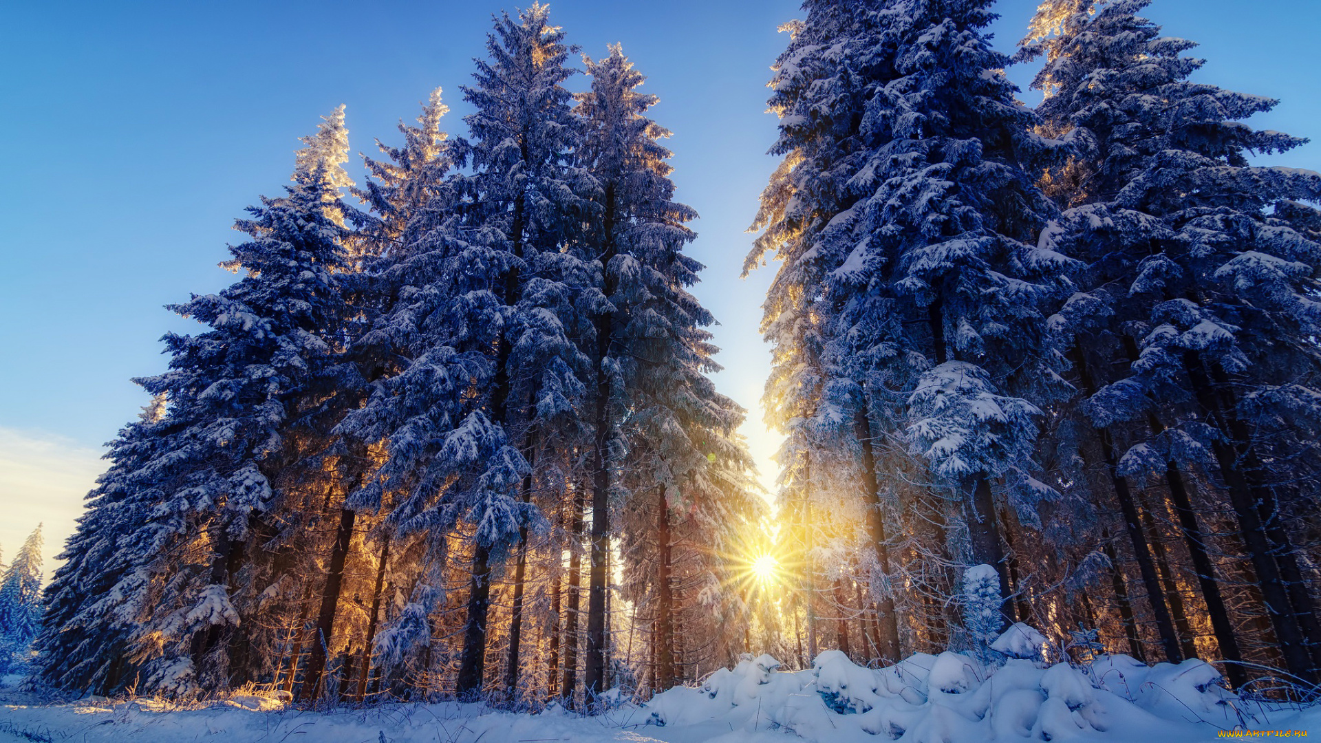 природа, зима, снег, лес, деревья, ёлки, свет, солнца, лучи