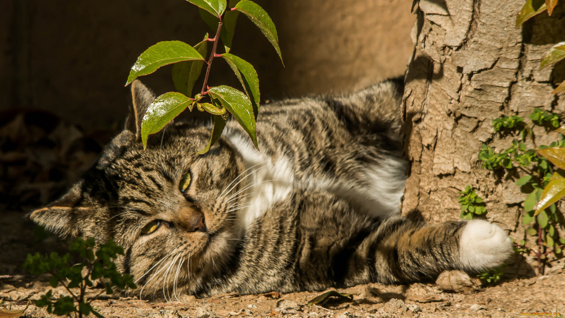 животные, коты, лежит, кот, листья