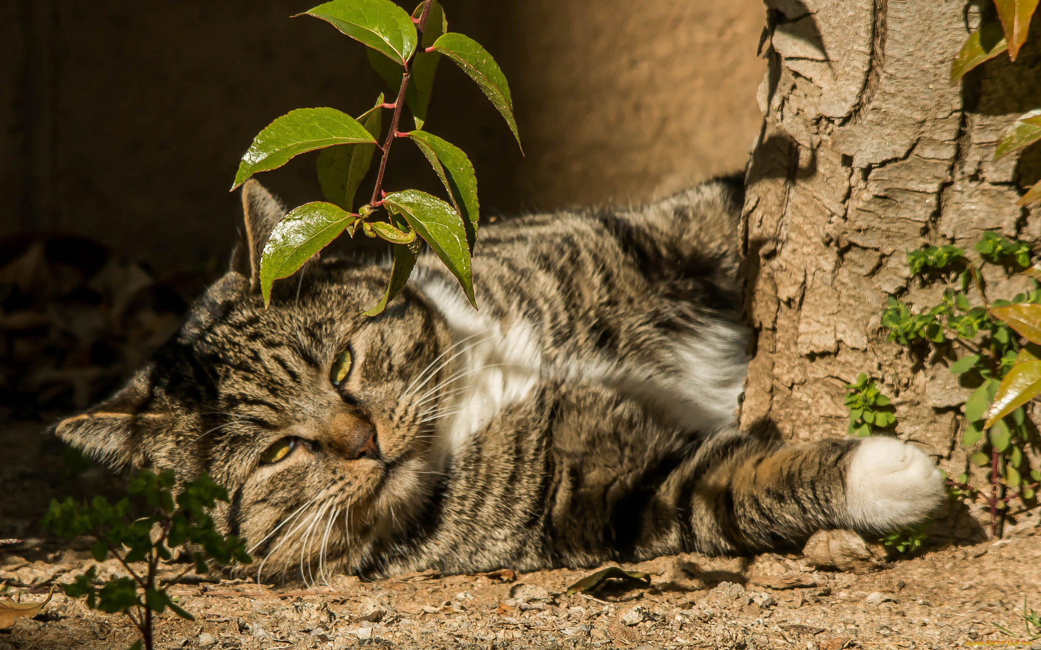 животные, коты, лежит, кот, листья