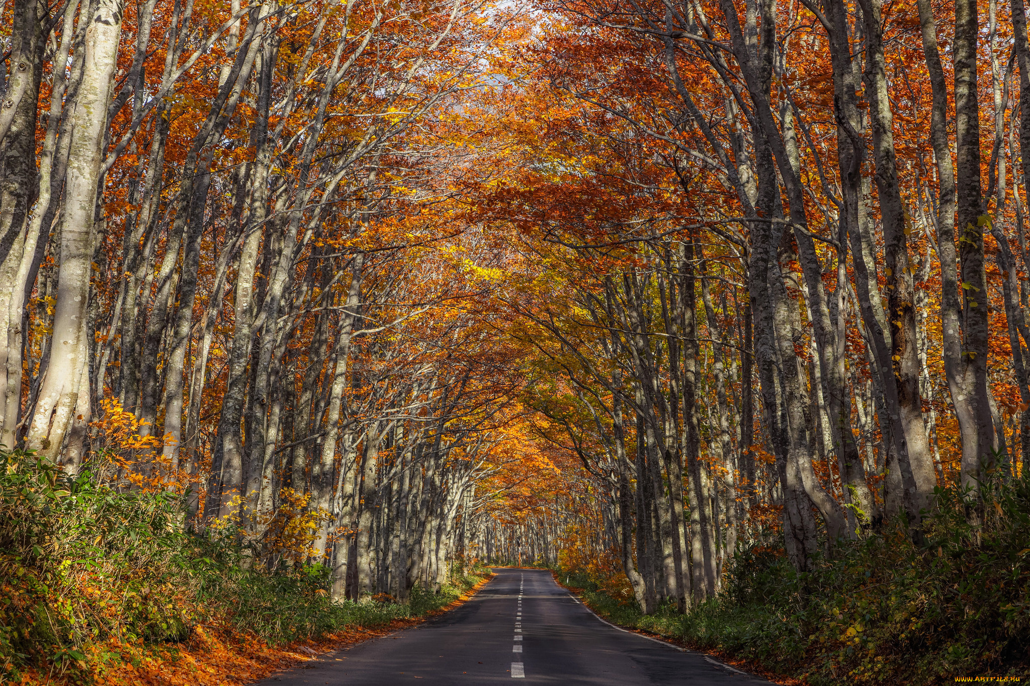 природа, дороги, осень, аллея, деревья, шоссе