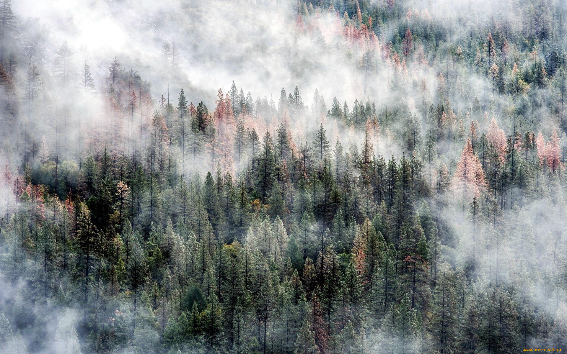 природа, лес, деревья, туман, панорама, склон