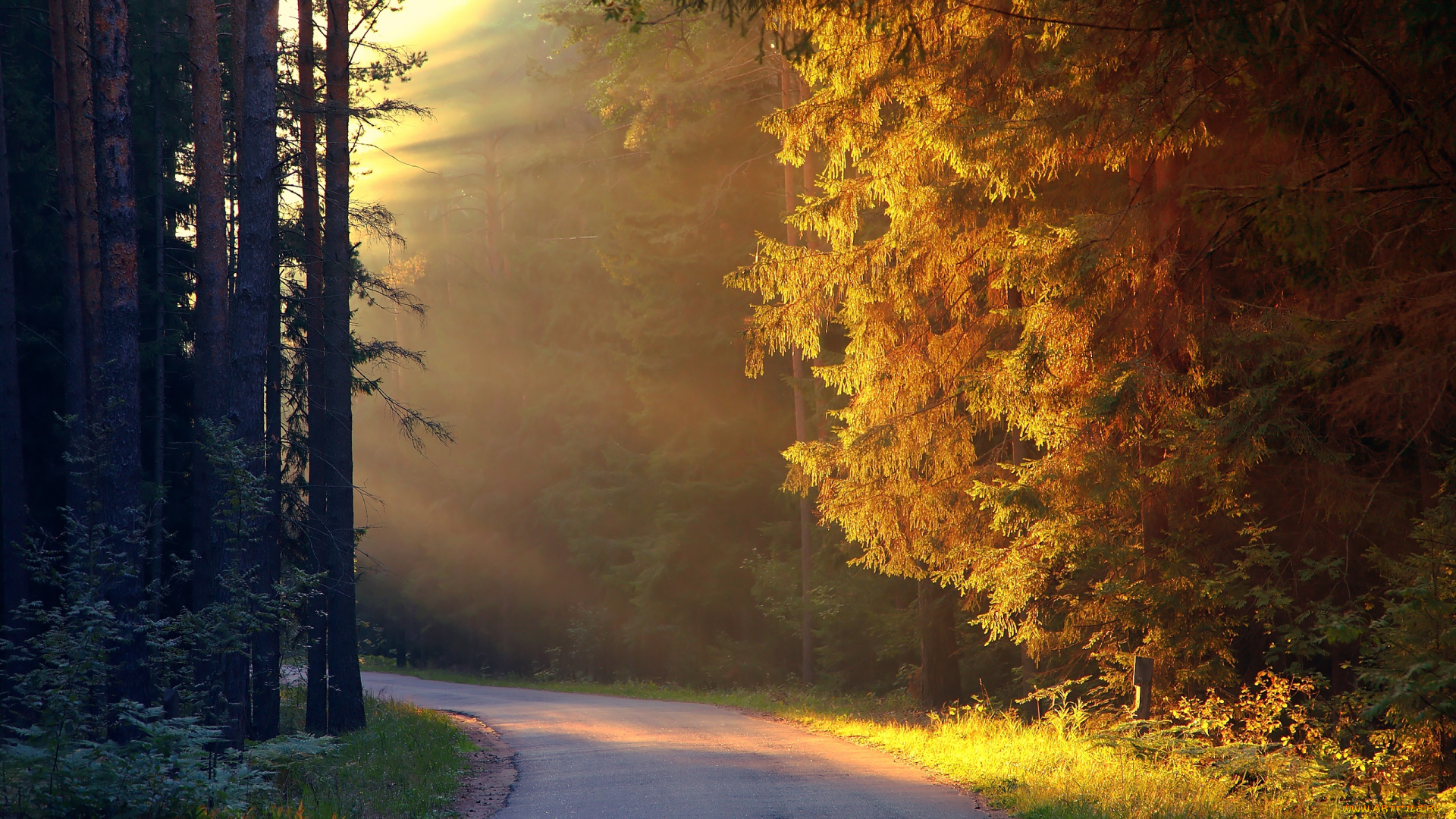 природа, дороги, light, forest, path