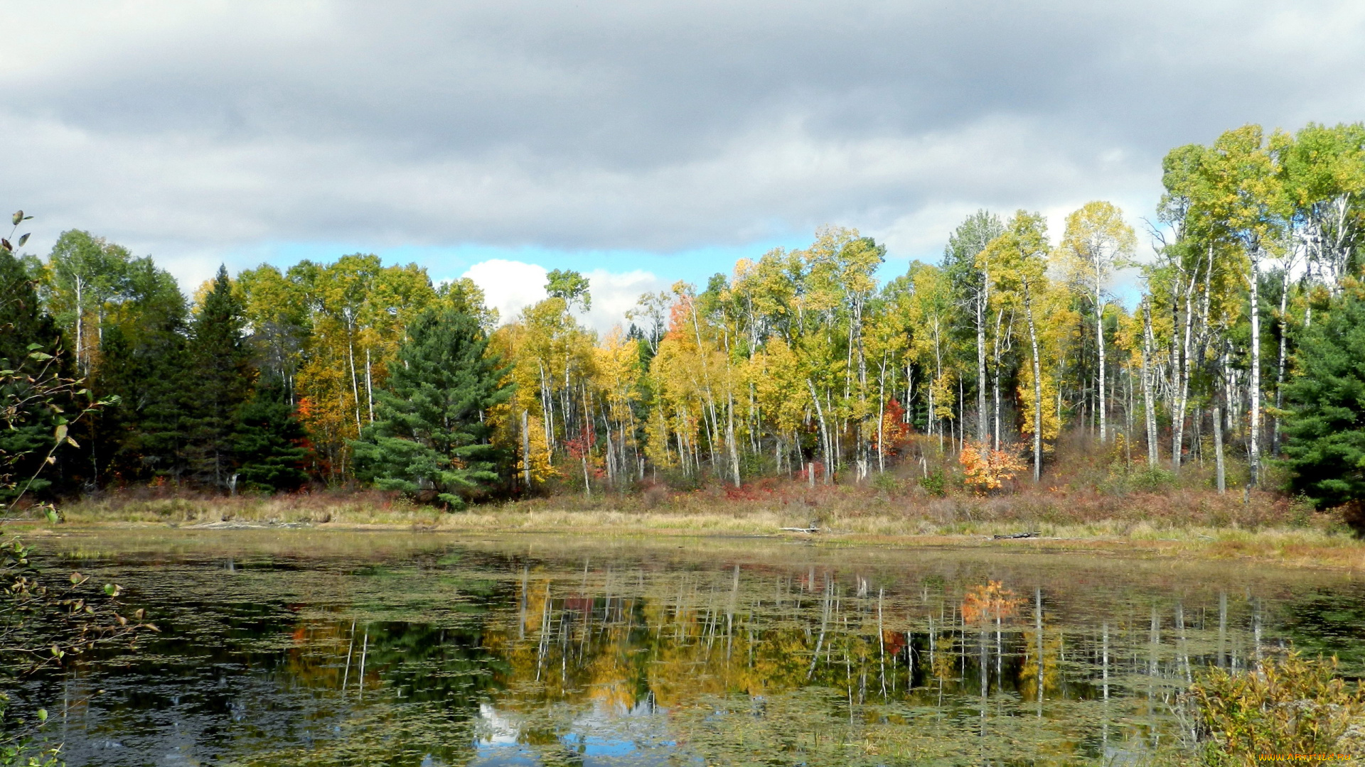природа, реки, озера, осень, березки, отражение