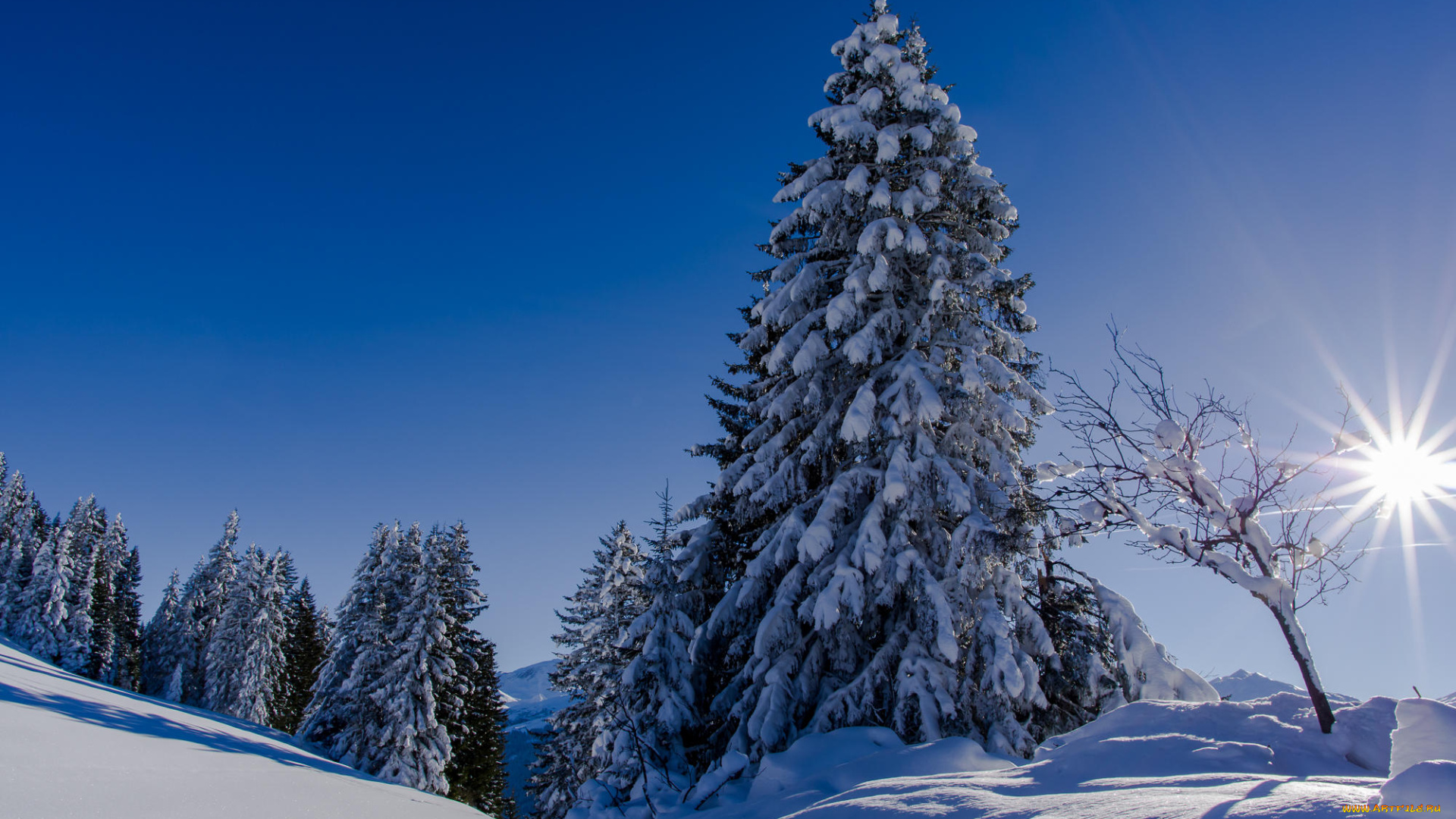 природа, зима, пейзаж, деревья, снег