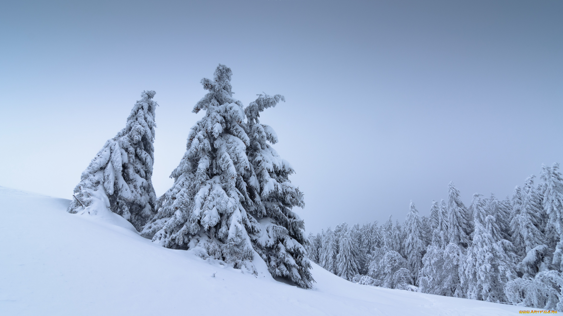 природа, зима, пейзаж, снег, деревья