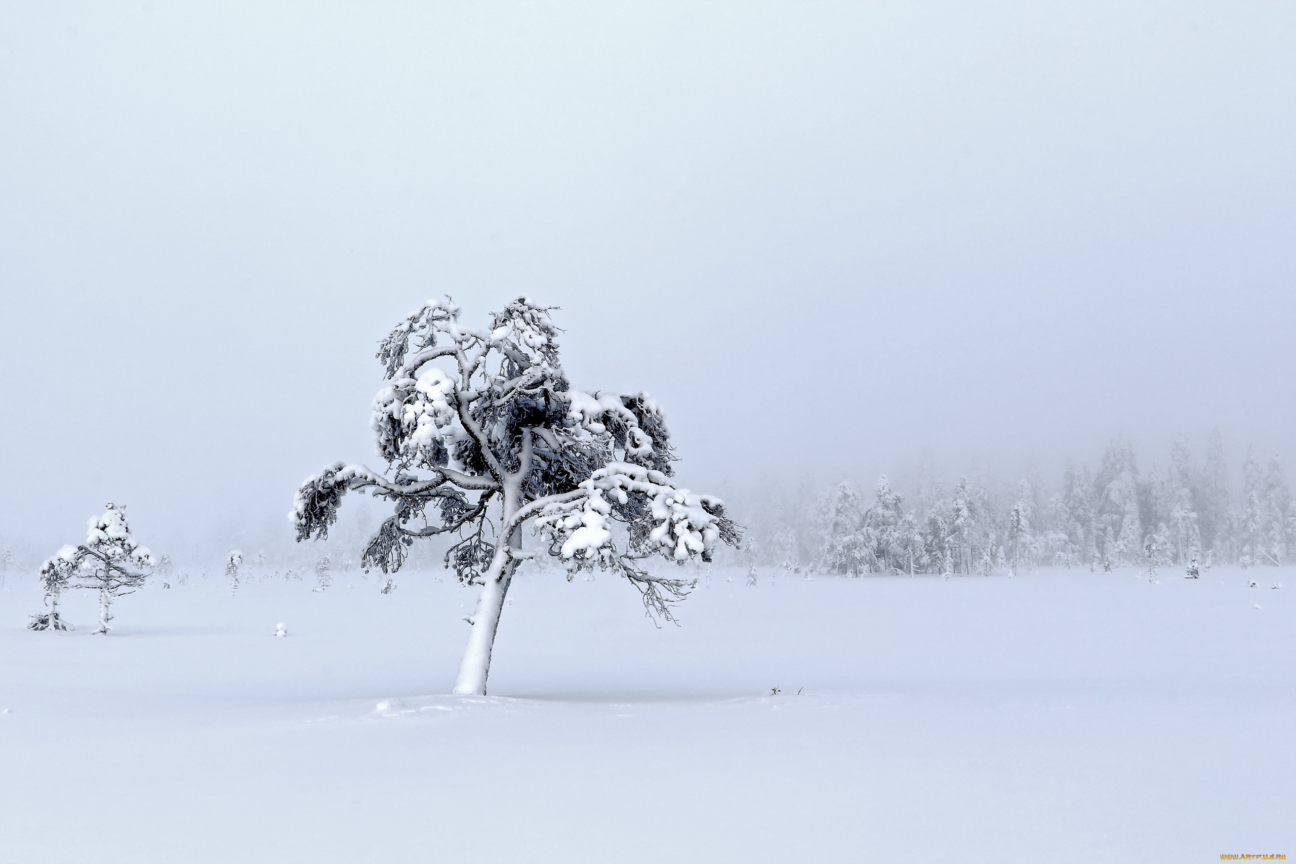 природа, зима, снег, поле, дерево