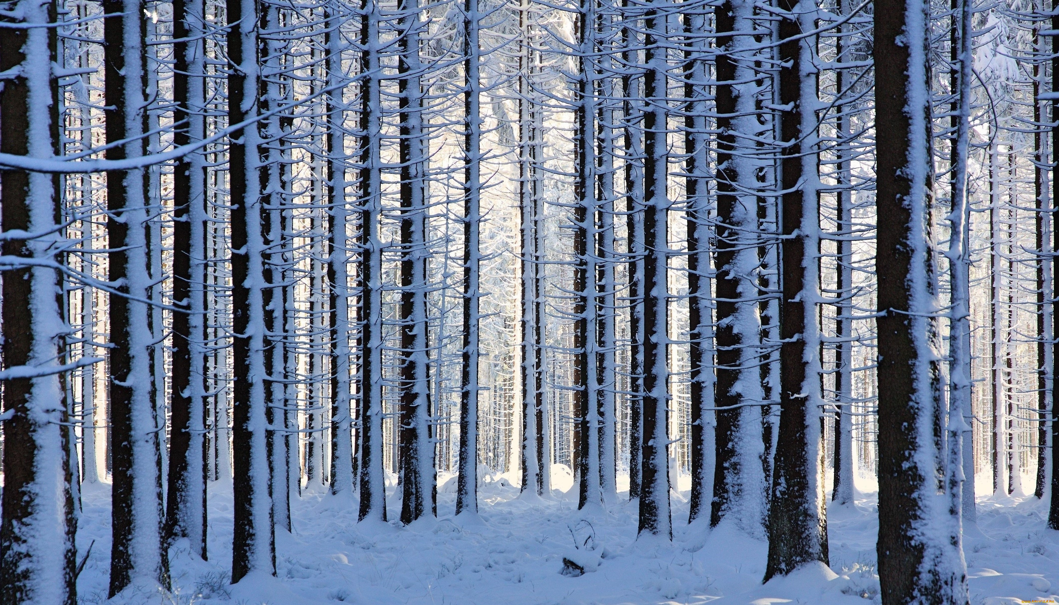 природа, лес, деревья, снег