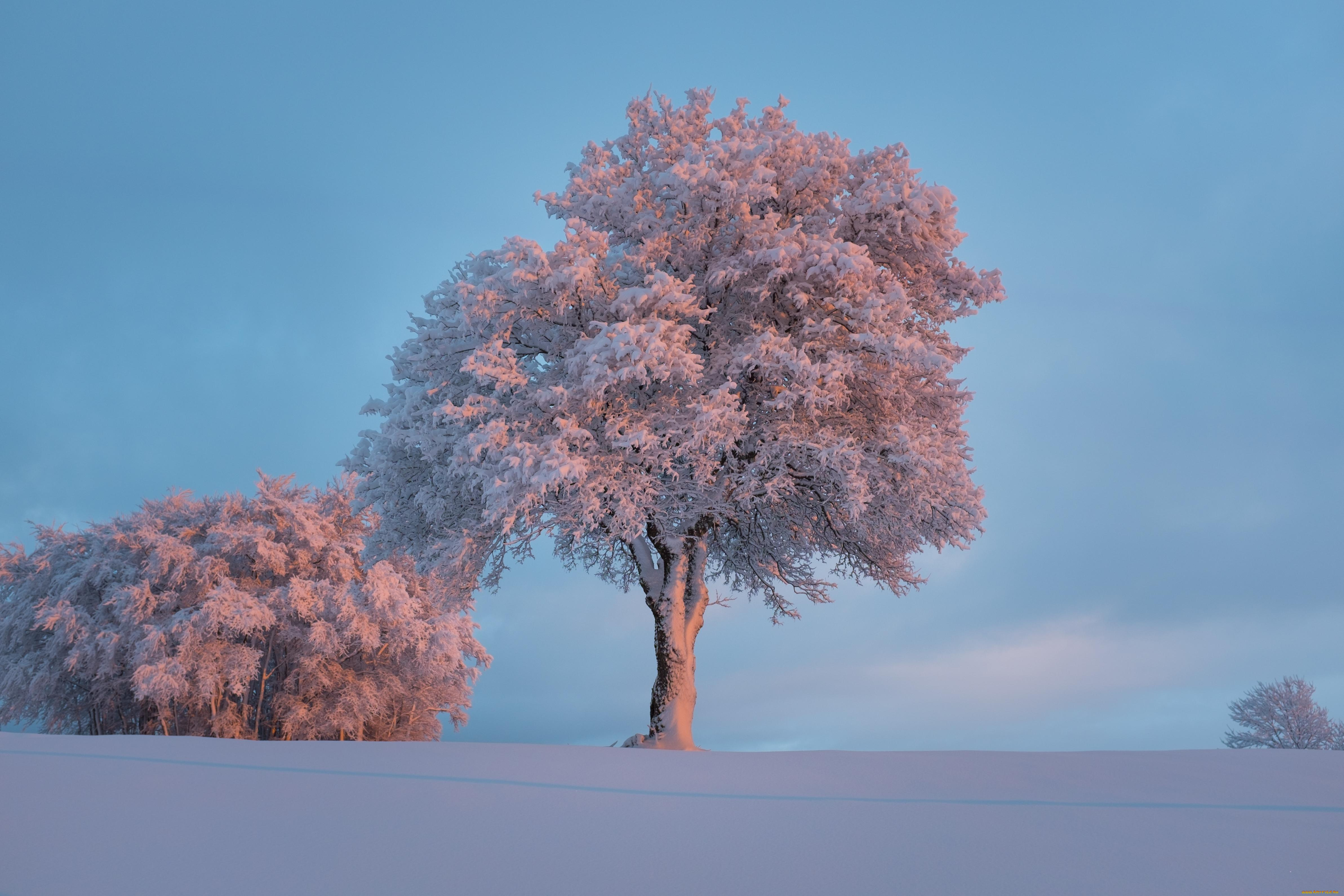 природа, деревья, зима, иней, мороз, снег, дерево