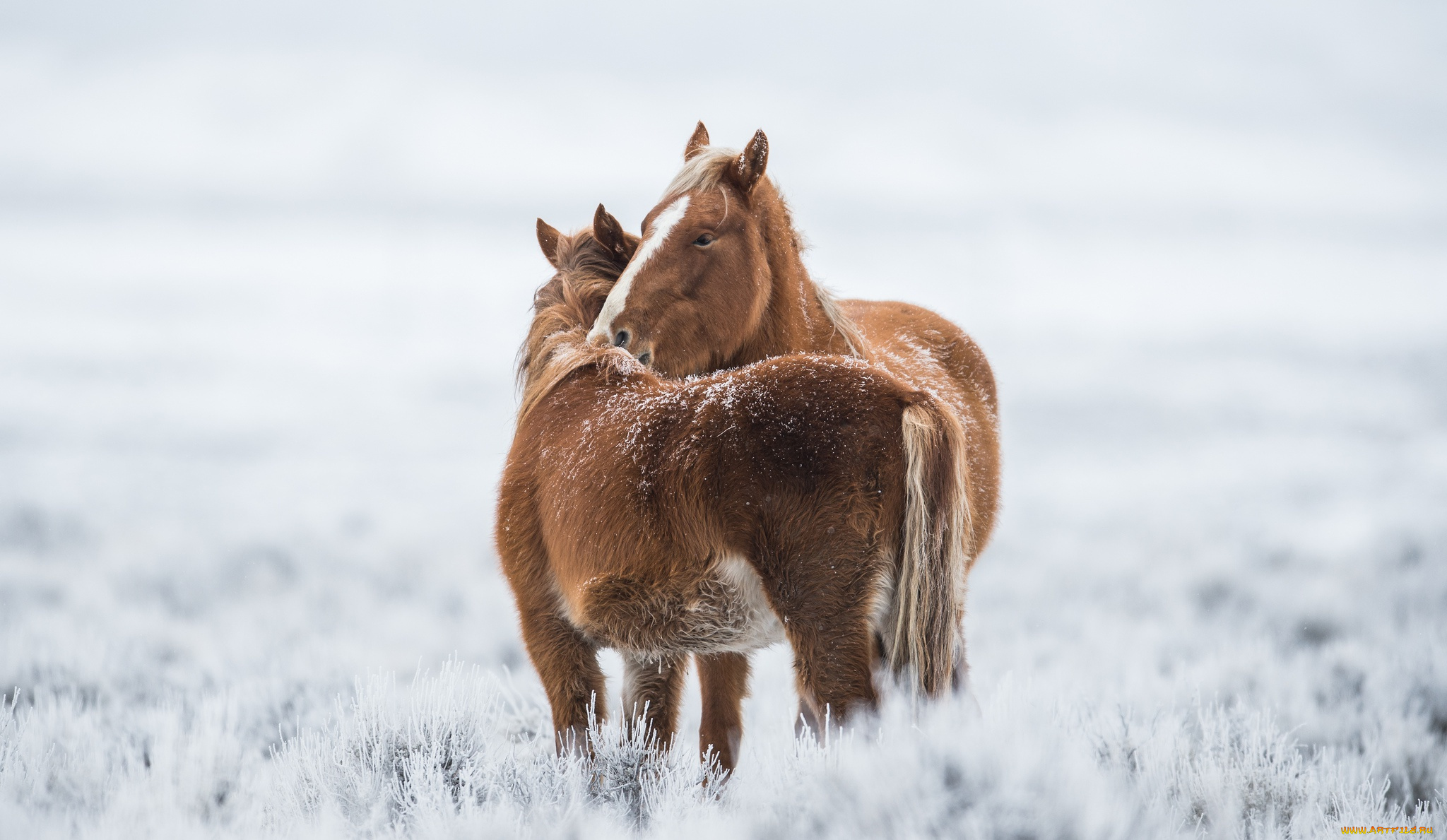 животные, лошади, поле, пара, зима, снег, бурые
