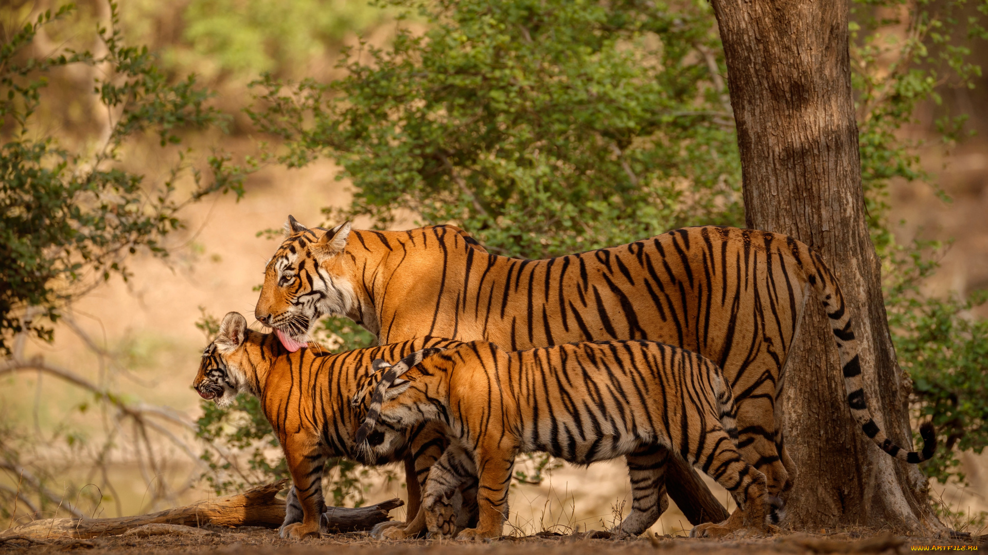 животные, тигры, язык, взгляд, природа, тигр, дерево, листва, прогулка, трио, тигрица, тигрята, семейство, детеныши, мать, вылизывает, три, тигра