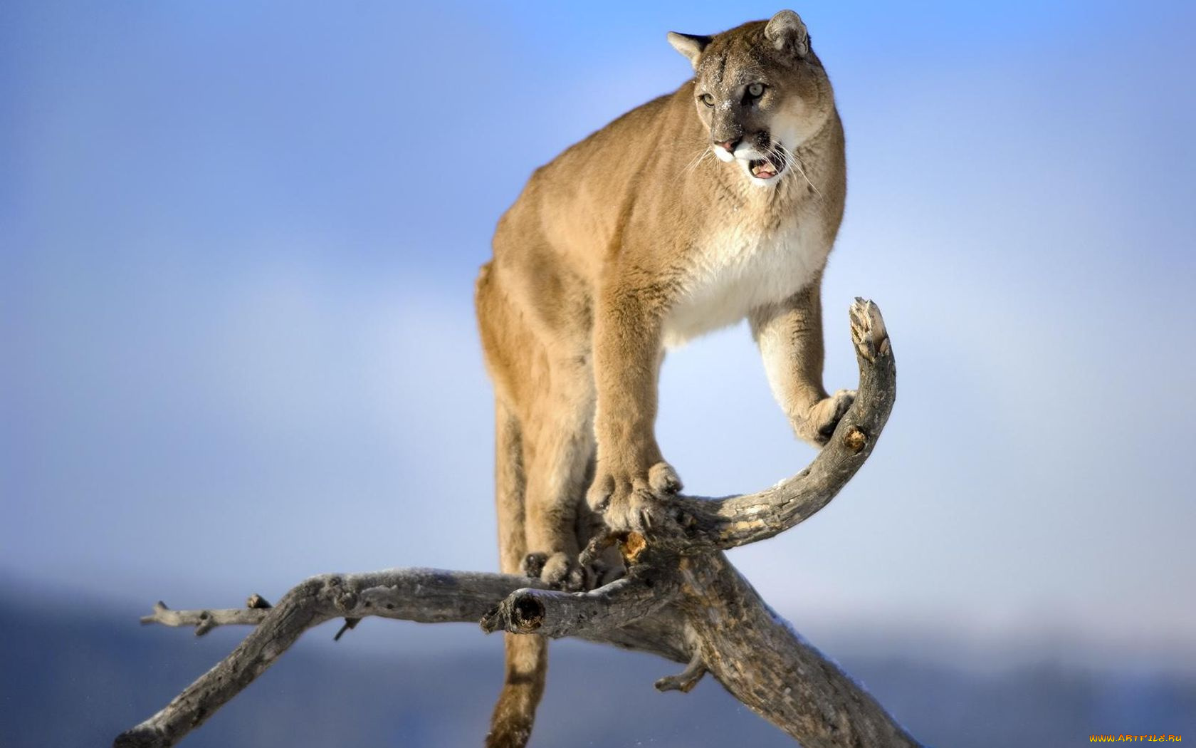 природа животные пума nature animals Puma скачать